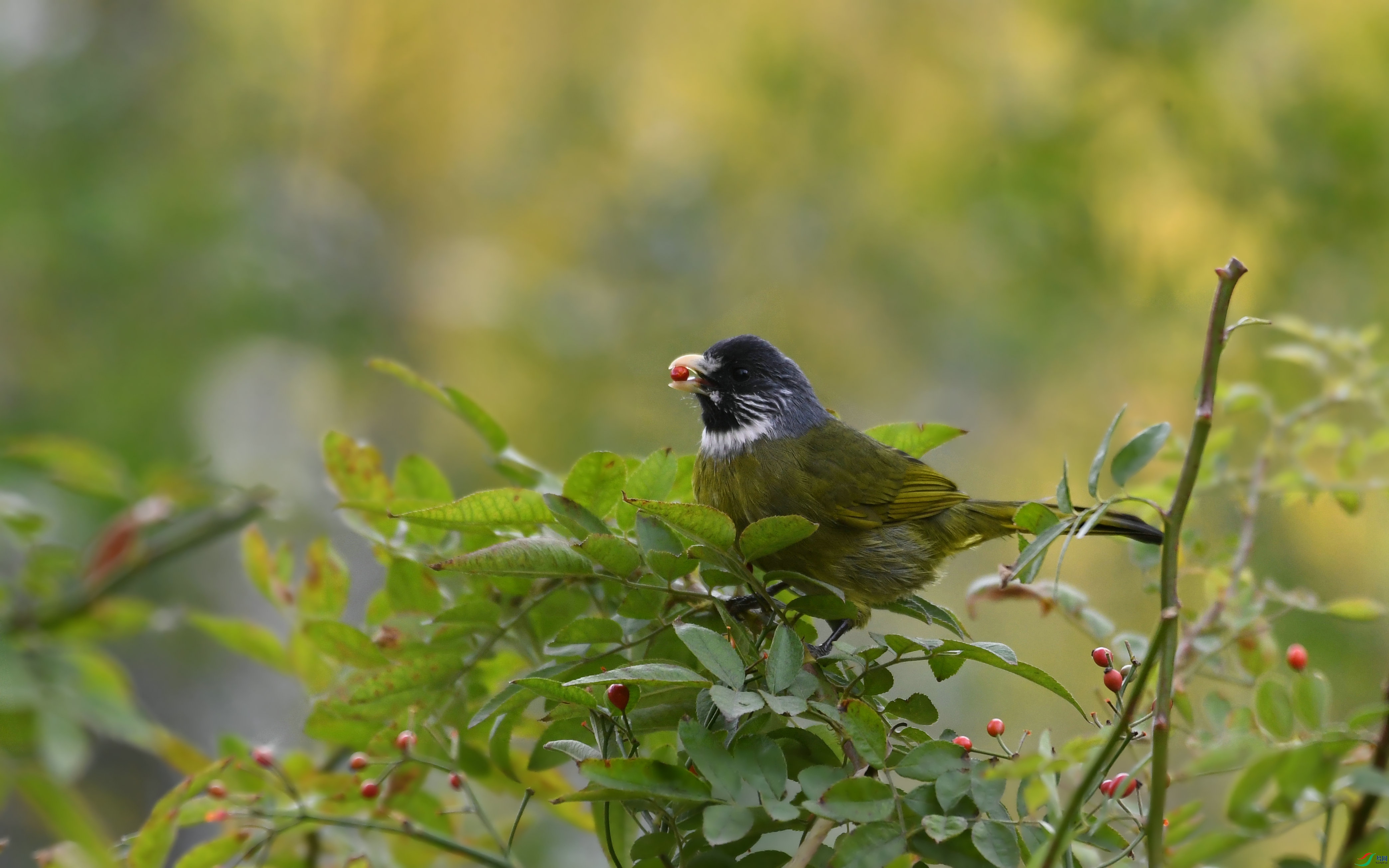 DSC_0617.JPG