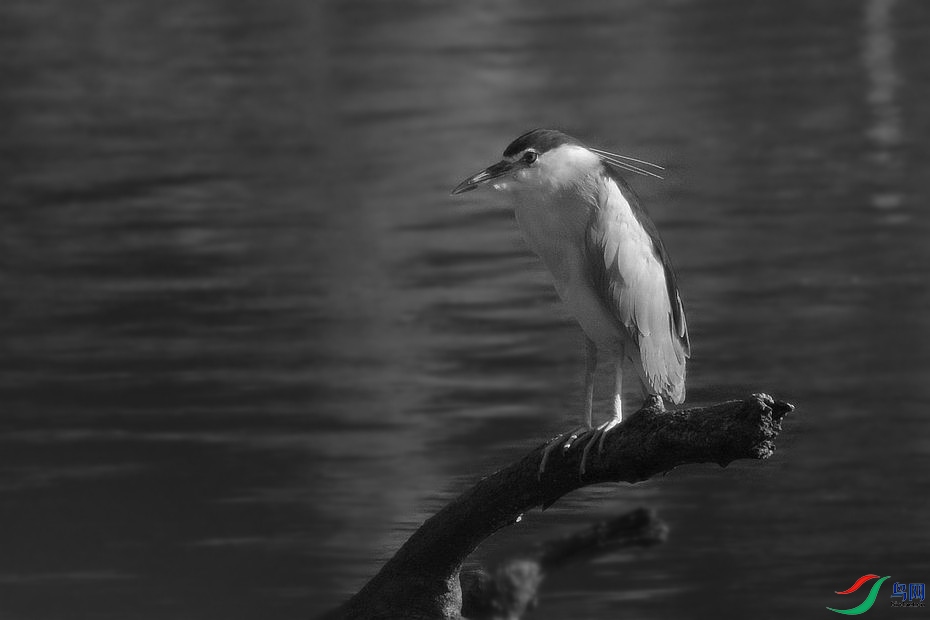 DSC_9337.JPG