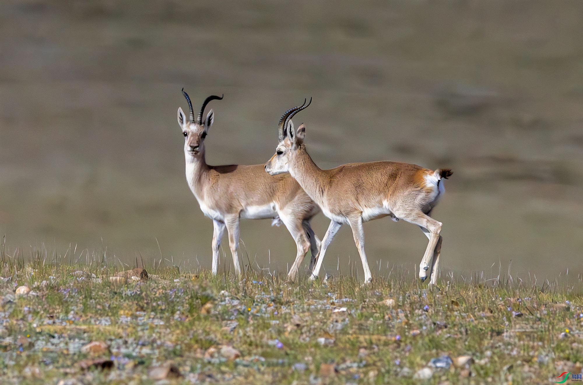 ��ظ�ԭ-��ԭ��