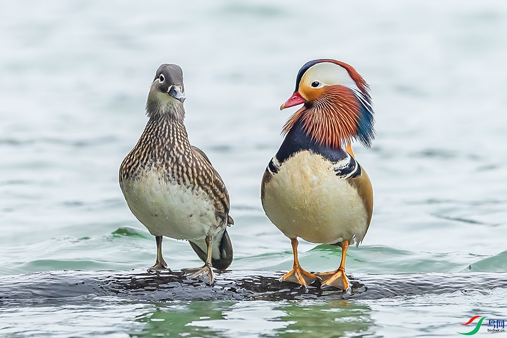 0F7A4447 ����.jpg