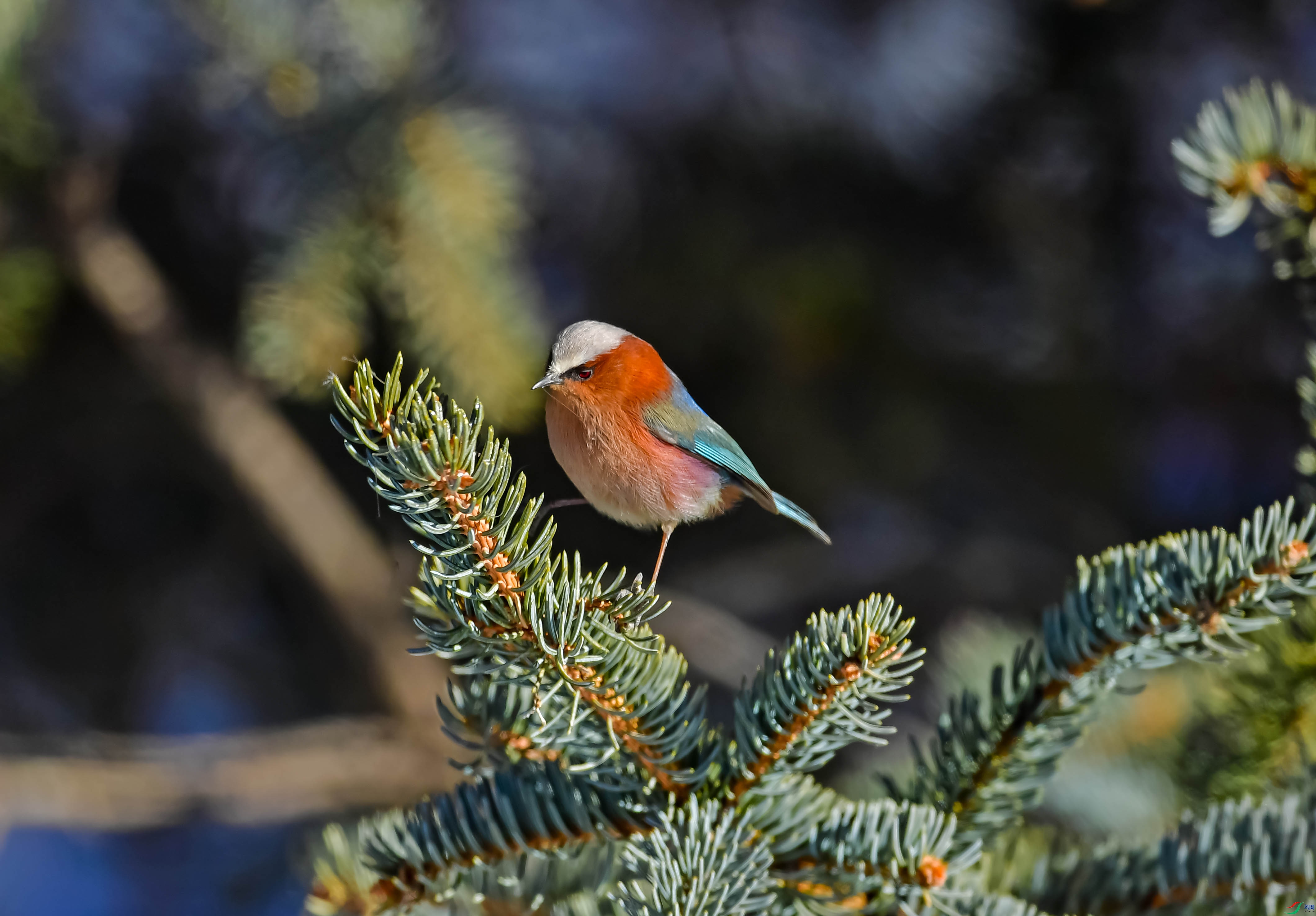 DSC_6540.jpg