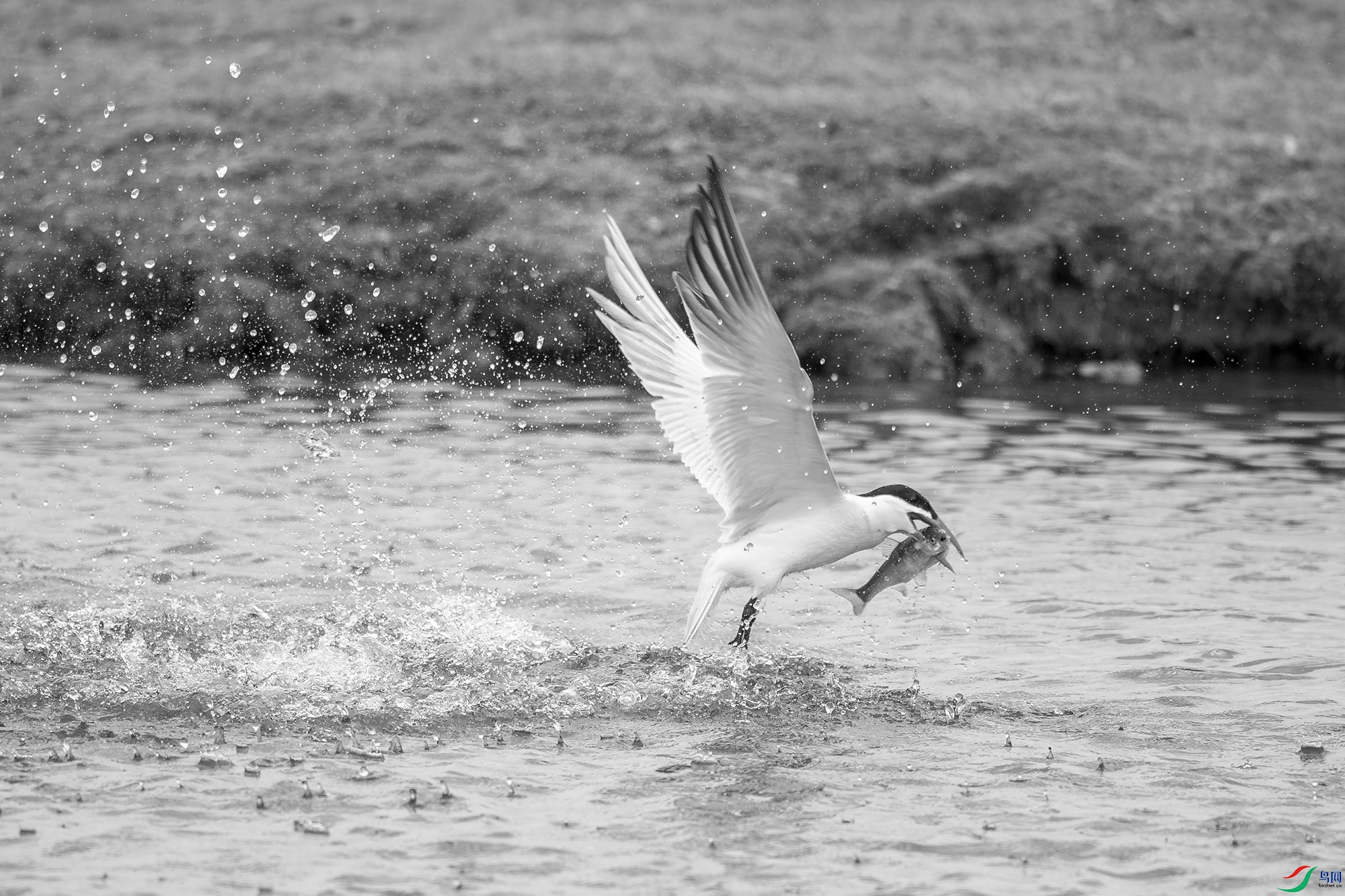 _DSC96770.jpg