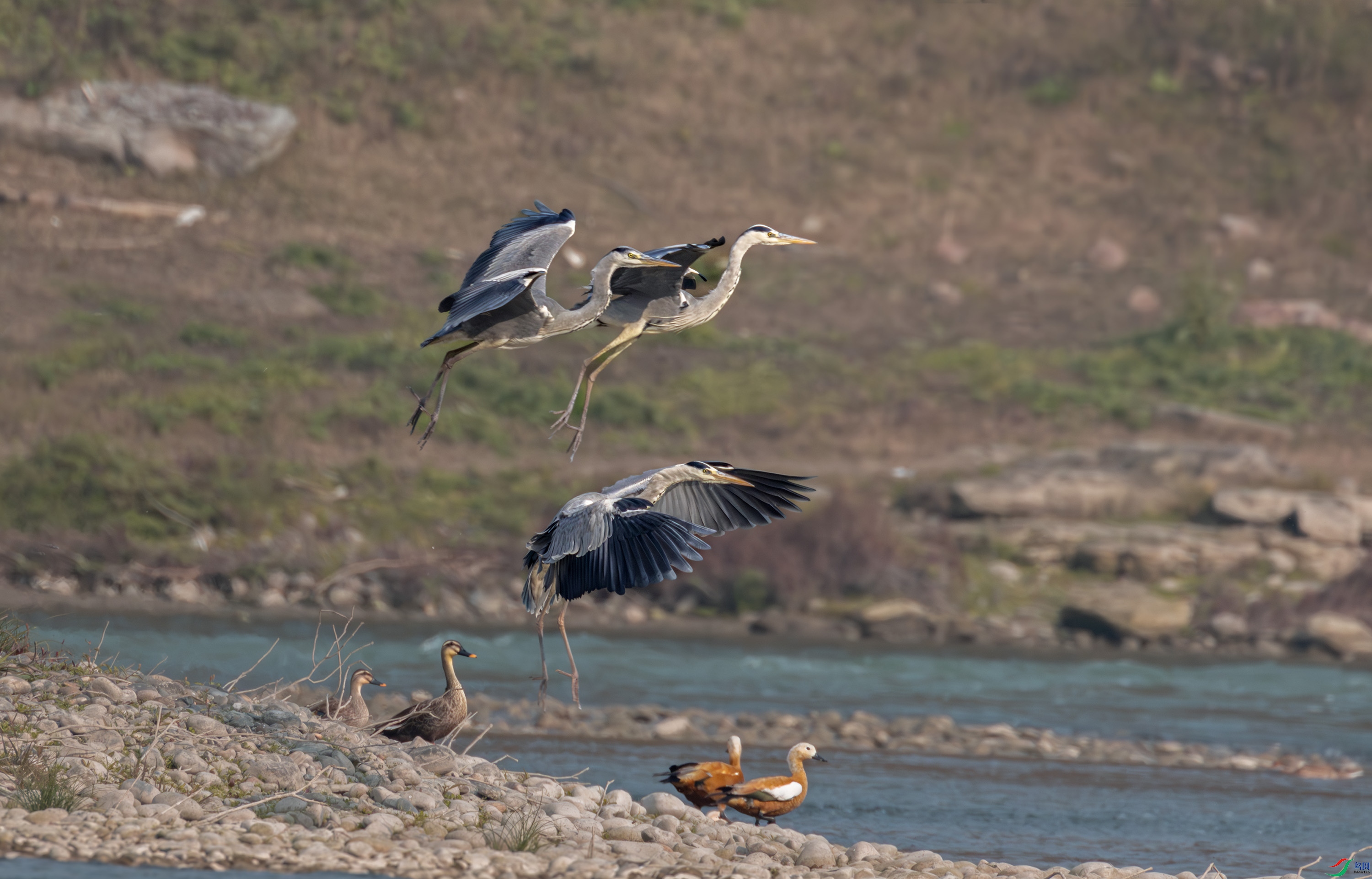 2I1A0084-����ǿ-NR ����-1.jpg