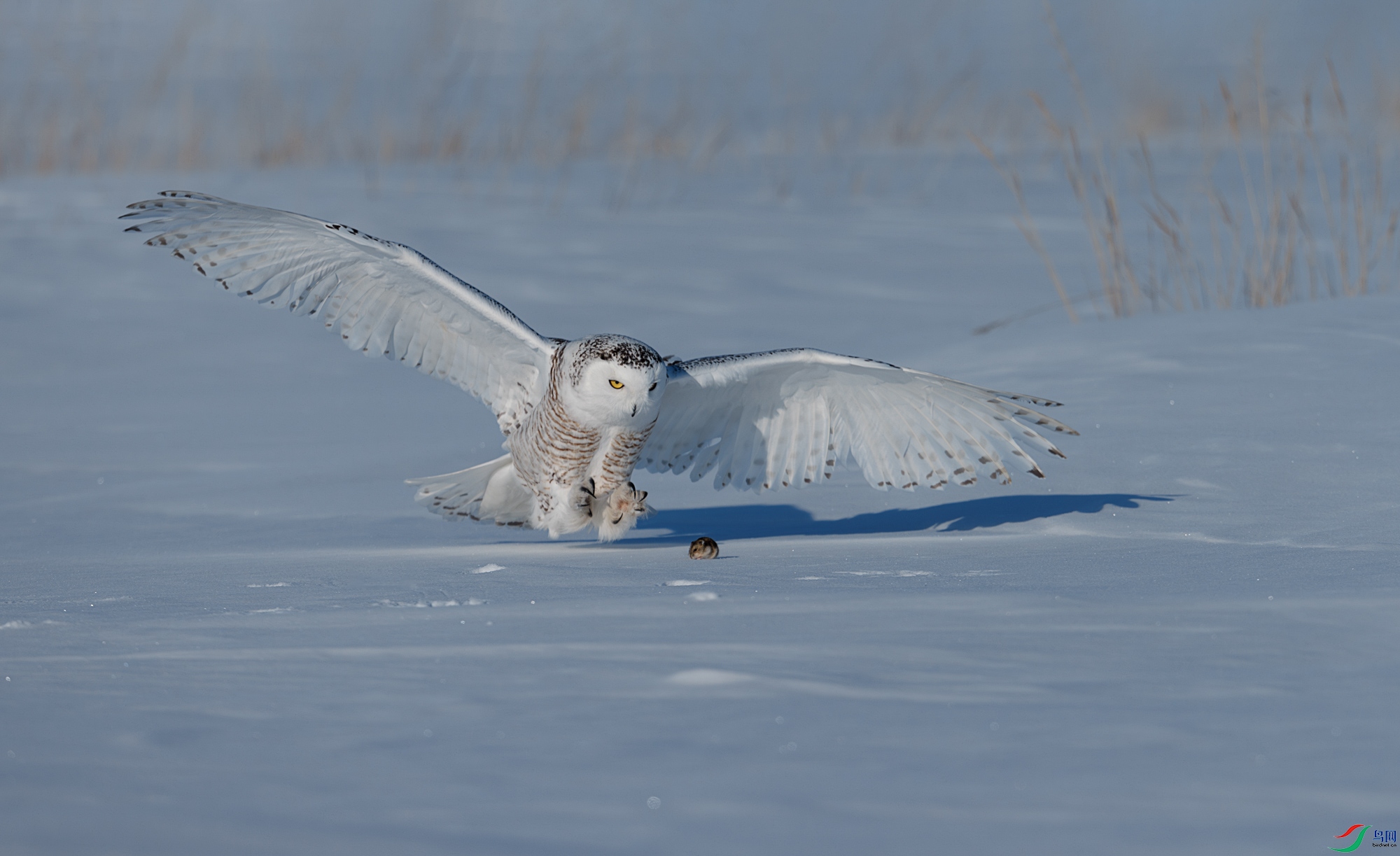 3Z6A0919-����ǿ-NR ����_1.jpg