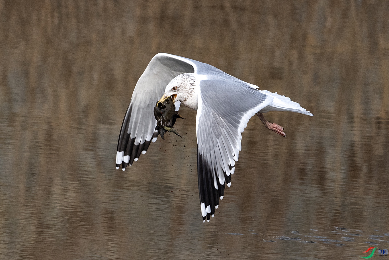 DSC_9416--.jpg