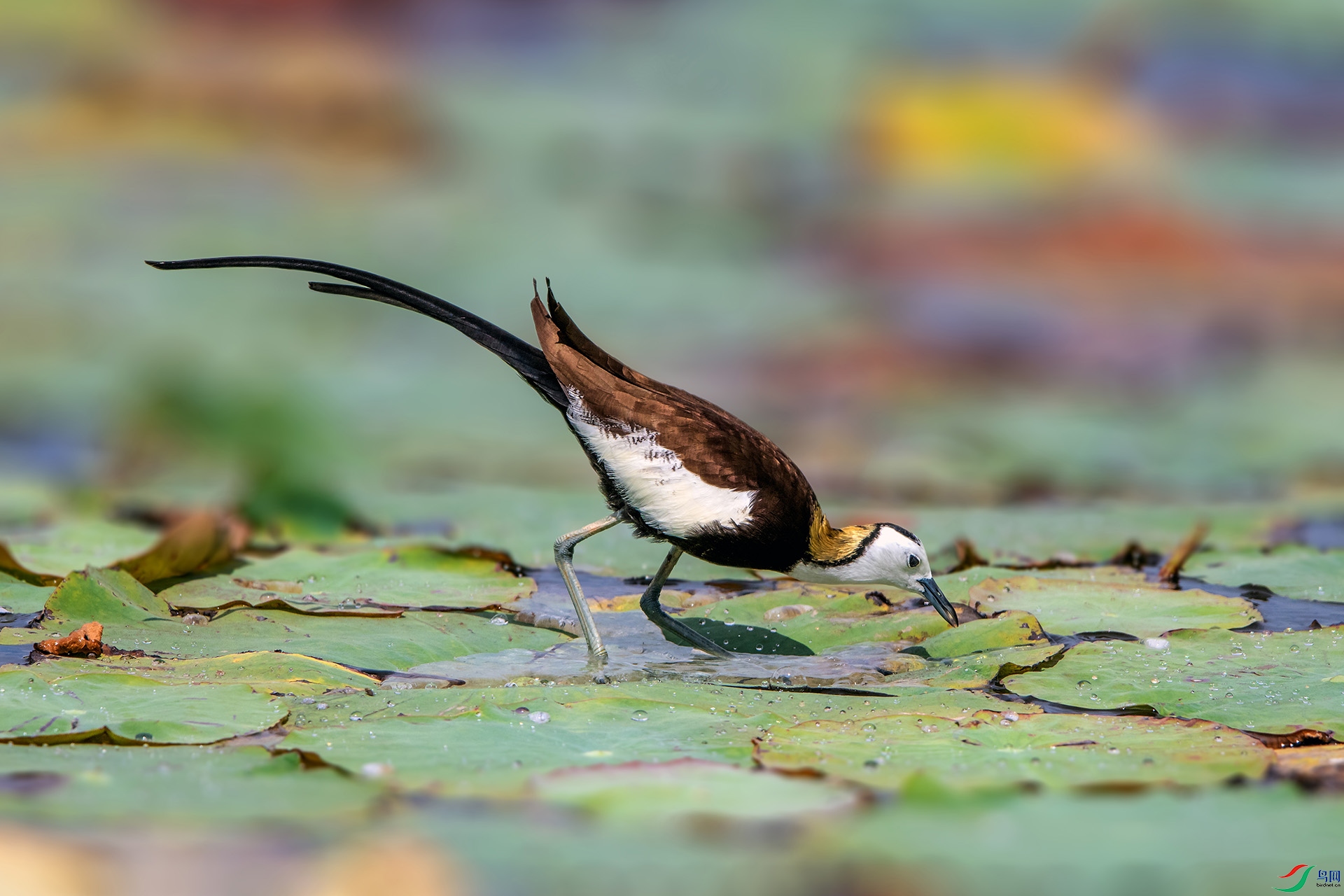 ��_AUU9709��ˮ��(23.6.8)-1.jpg