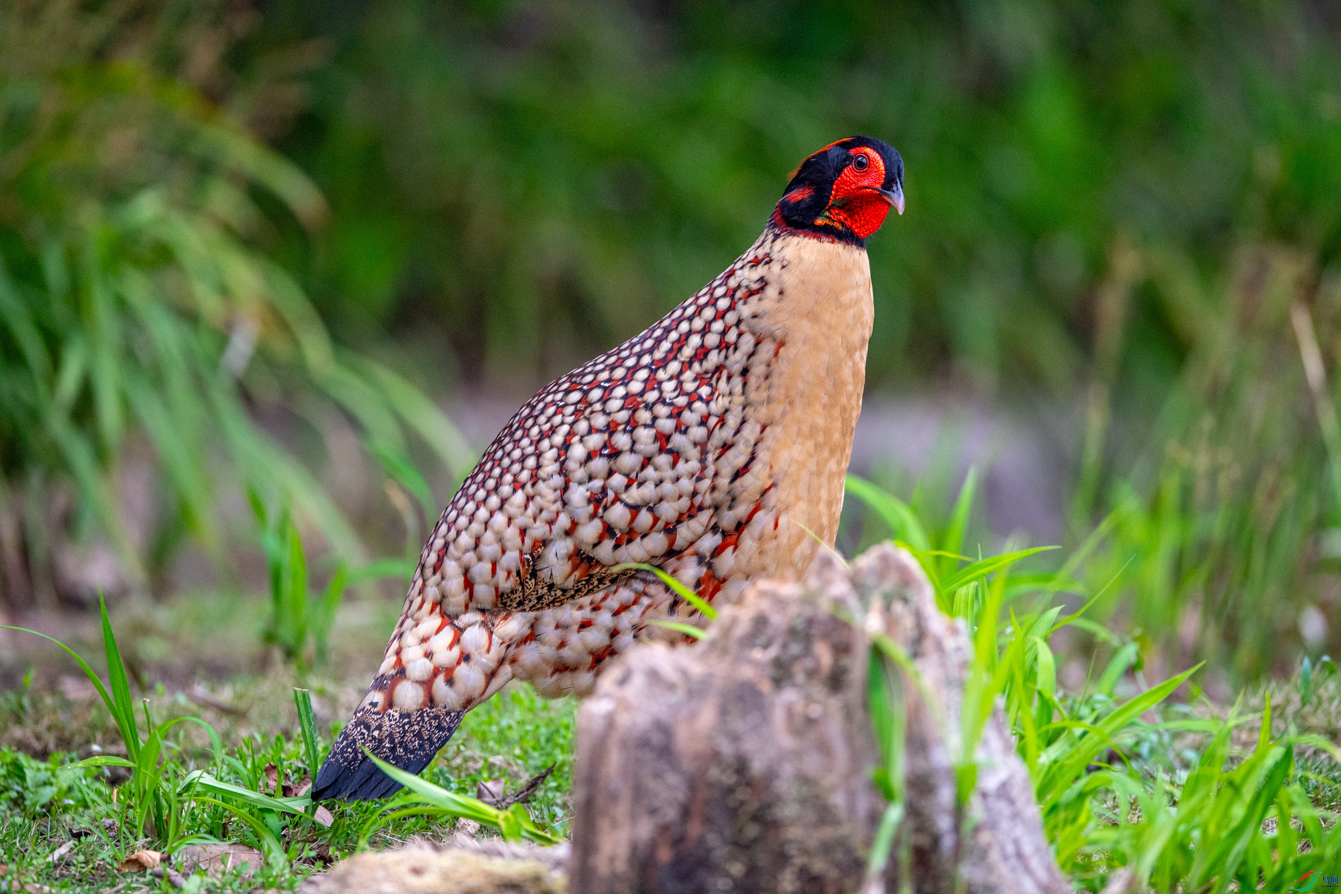 DSC_5500�Ƹ�����.JPG
