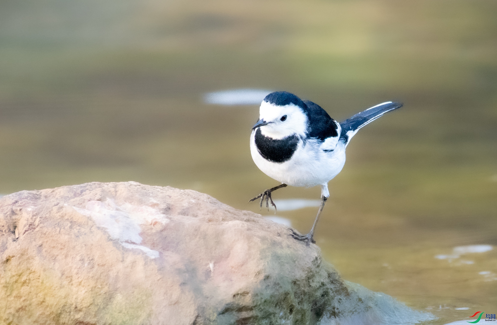 DSC_2241.jpg