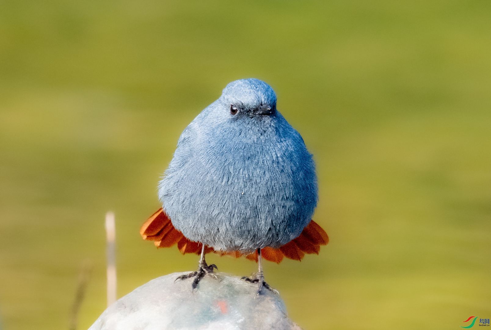 DSC_2333.jpg