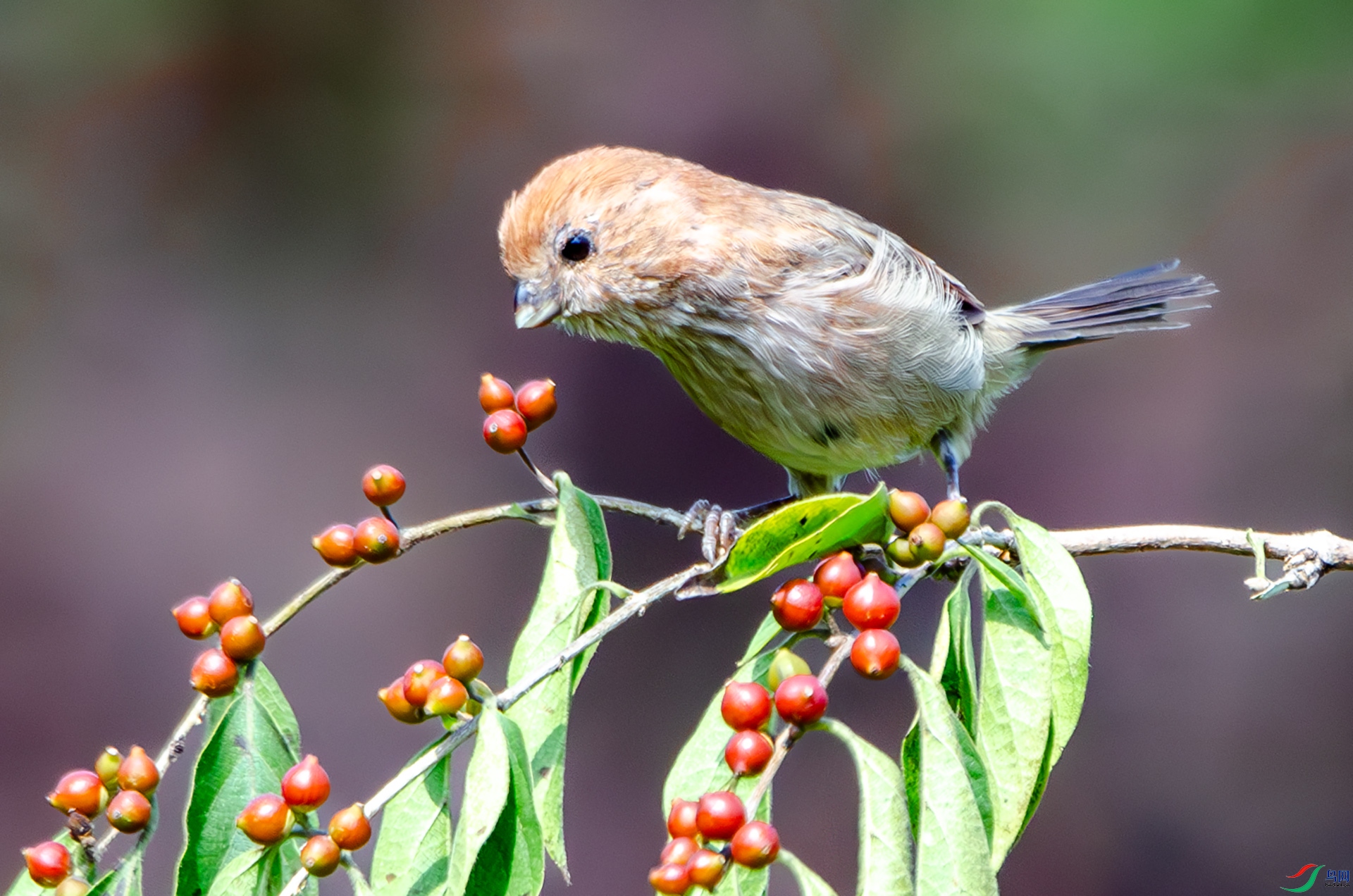 DSC_5038-����ǿ-NR ����.jpg