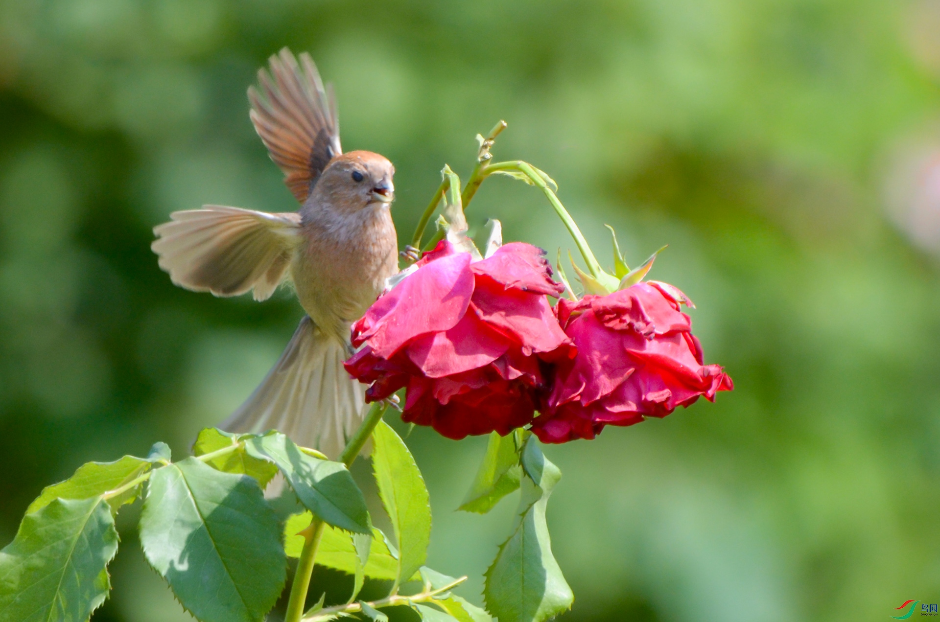 DSC_6004 ����.jpg