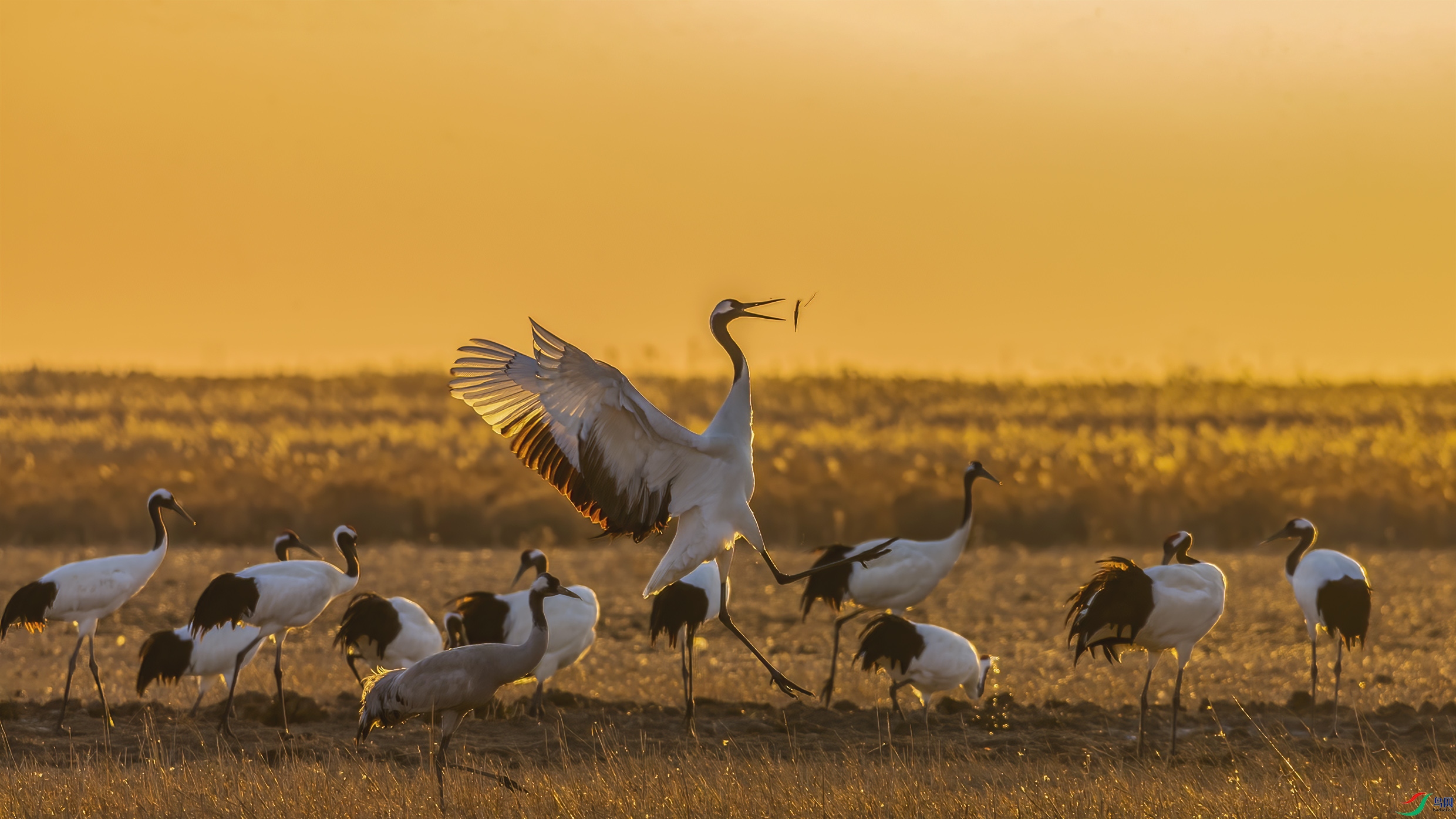 C09R0694 ����.jpg