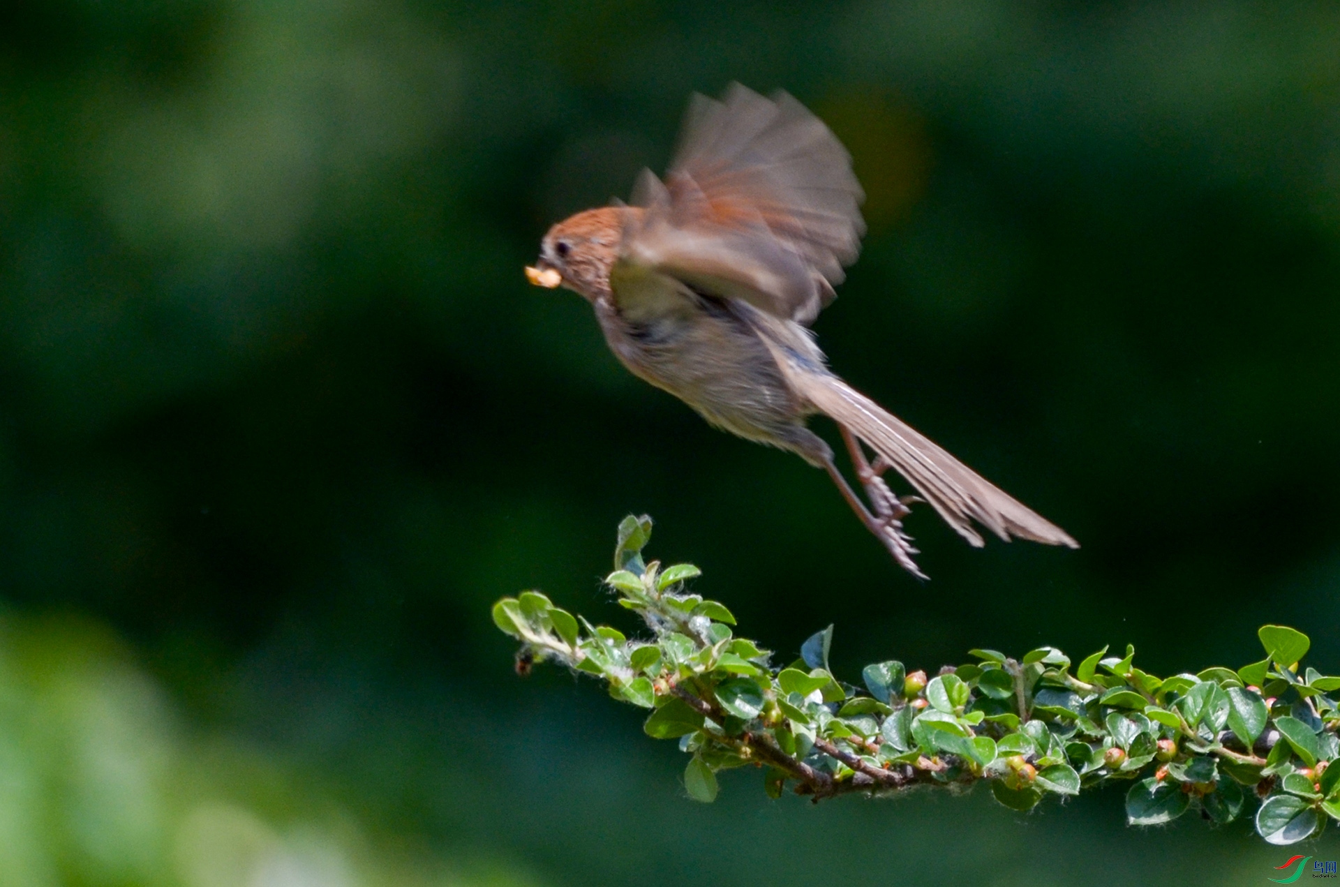 DSC_6915 ����.jpg