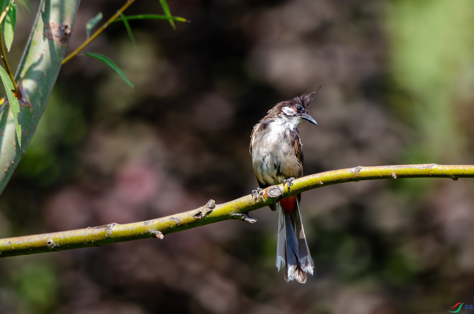 DSC_4856-����ǿ-NR ����.jpg
