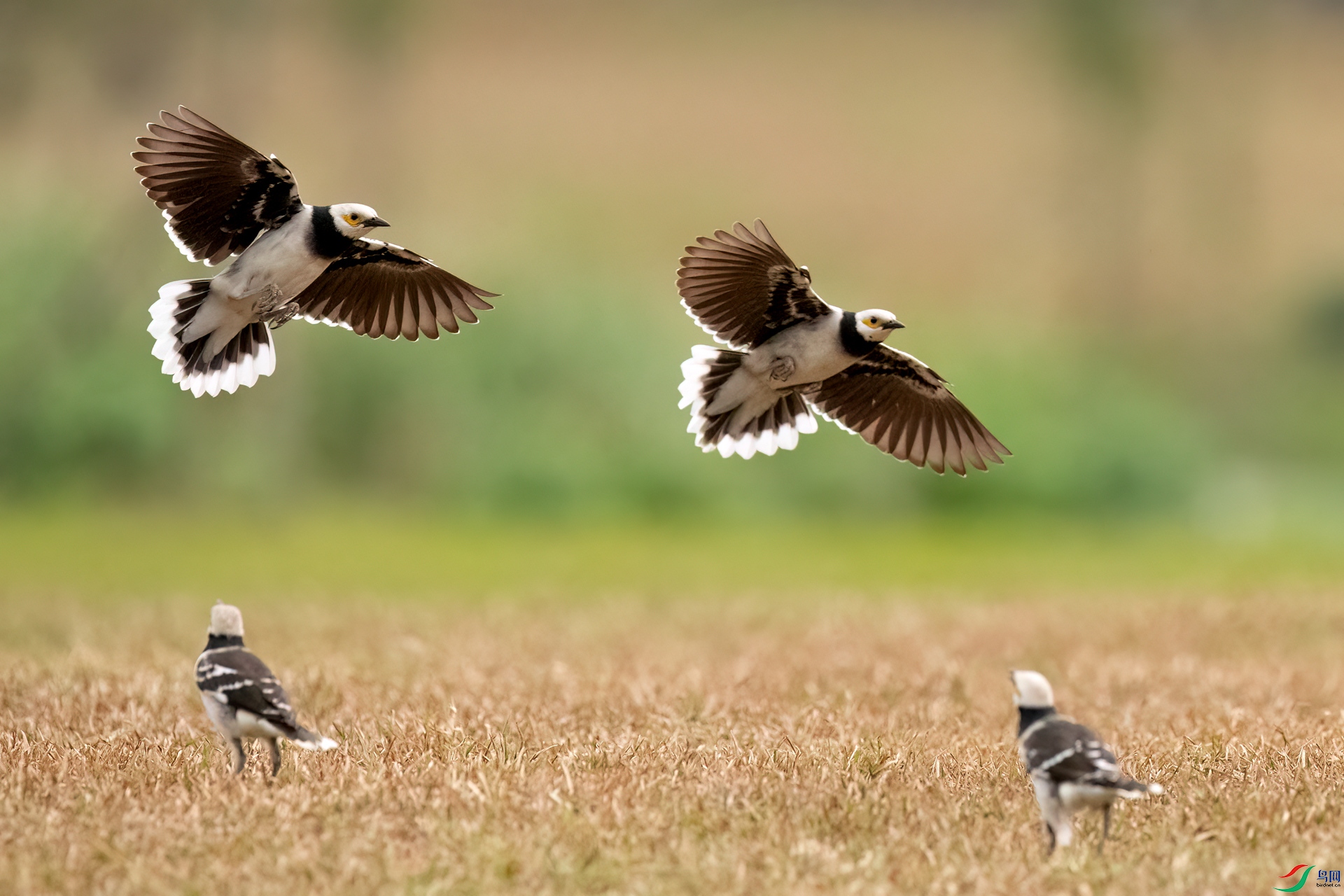 B86I4436 _����.jpg