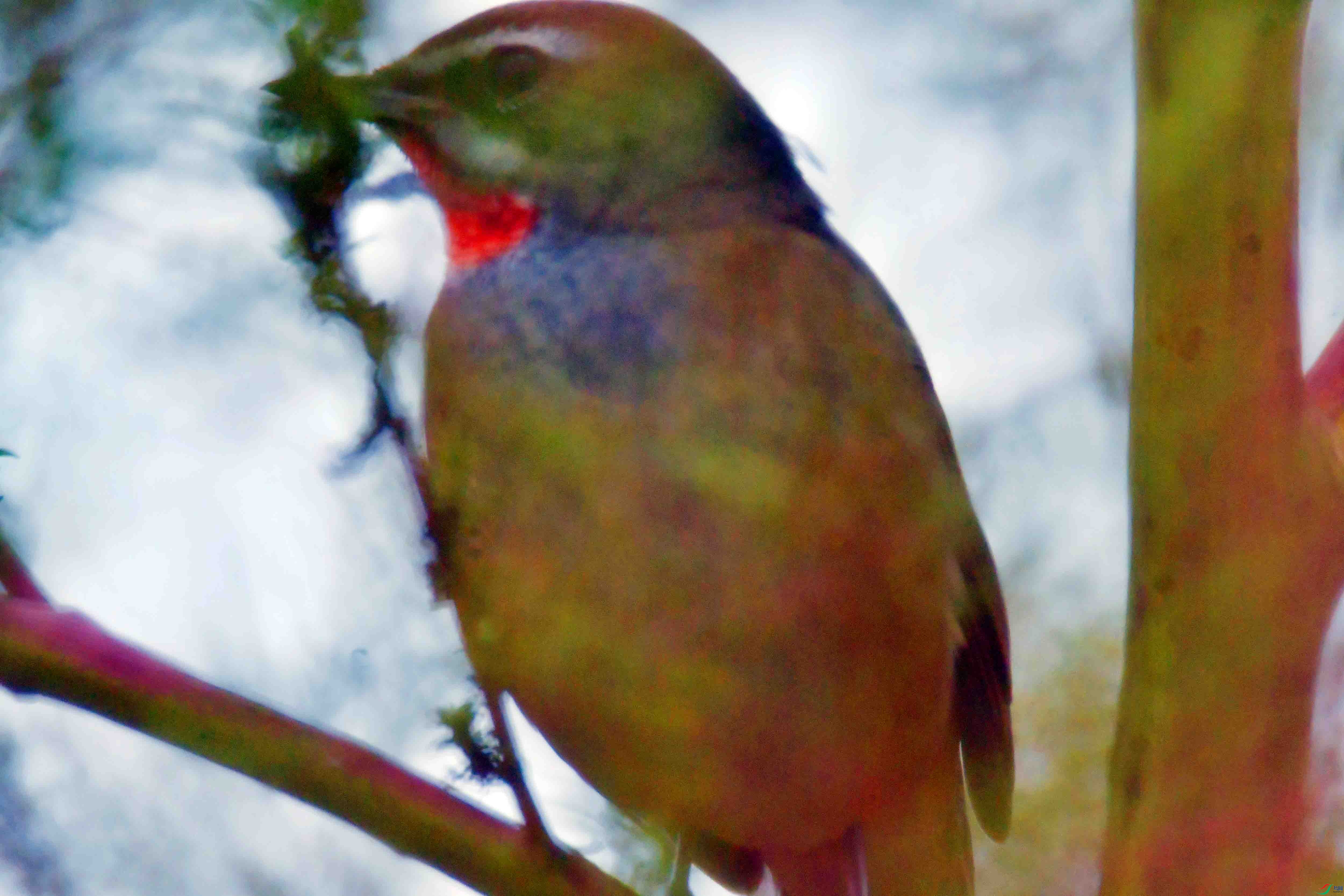 DSC_4247.JPG