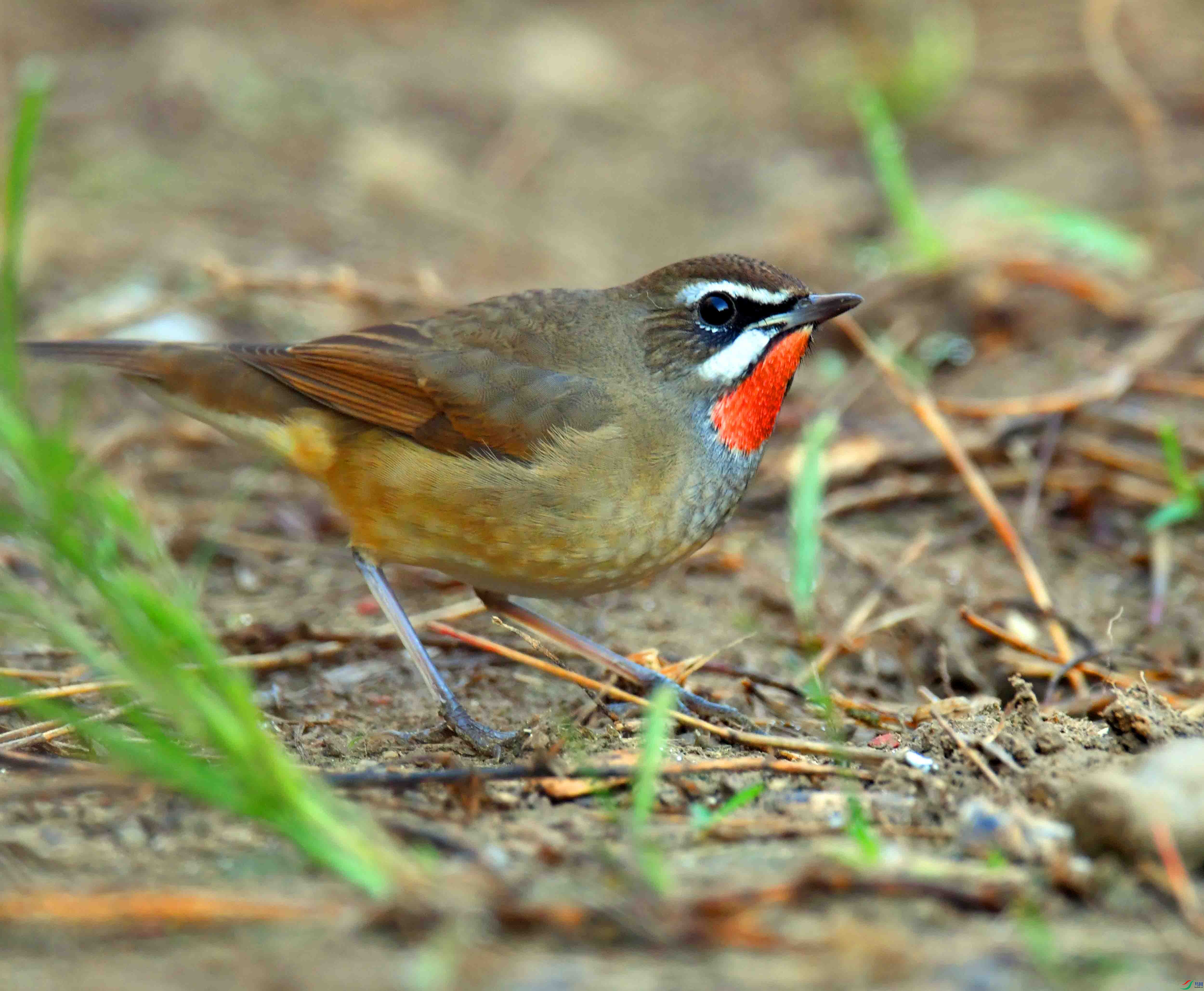 DSC_4402.JPG