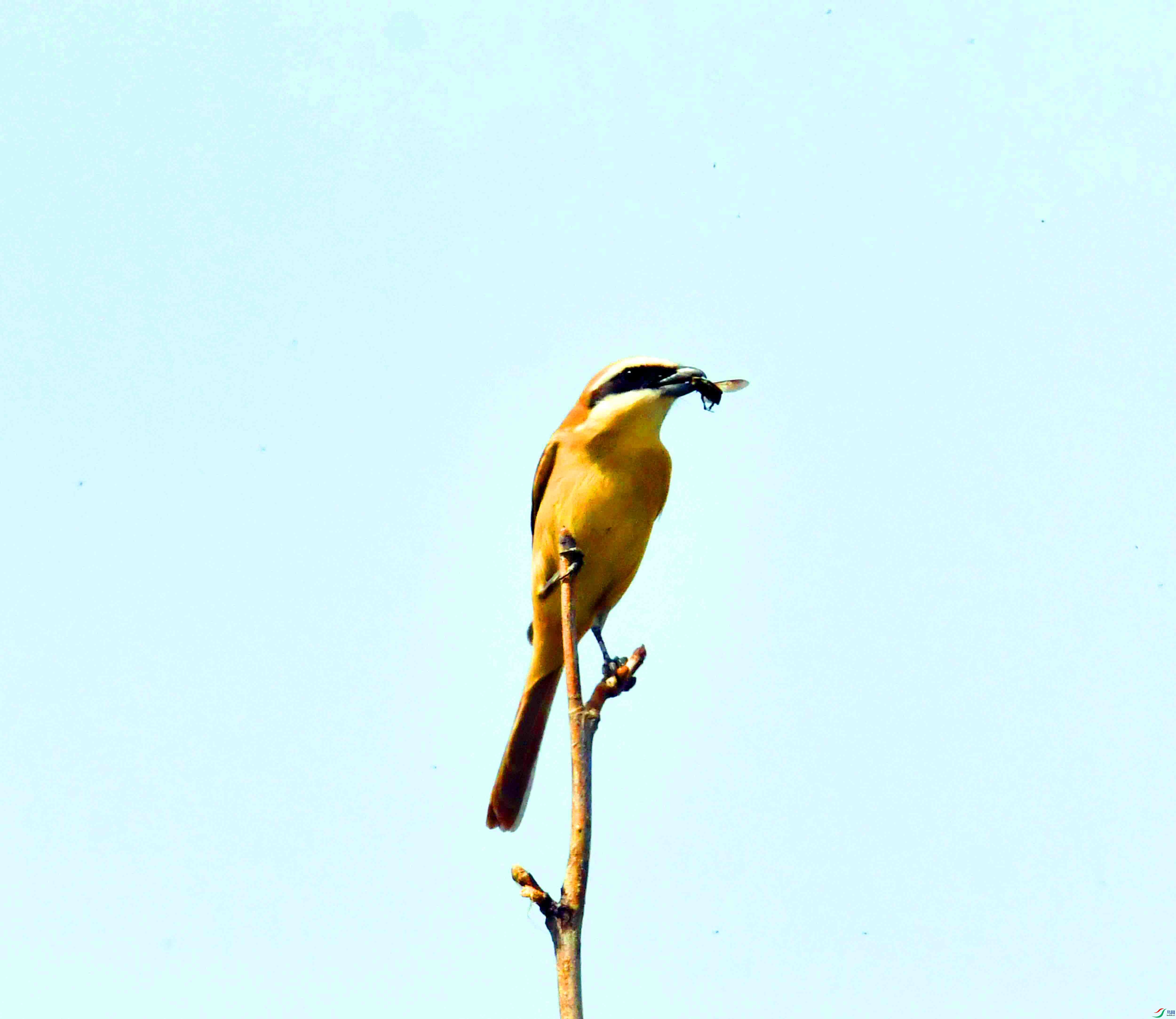 DSC_9976.JPG