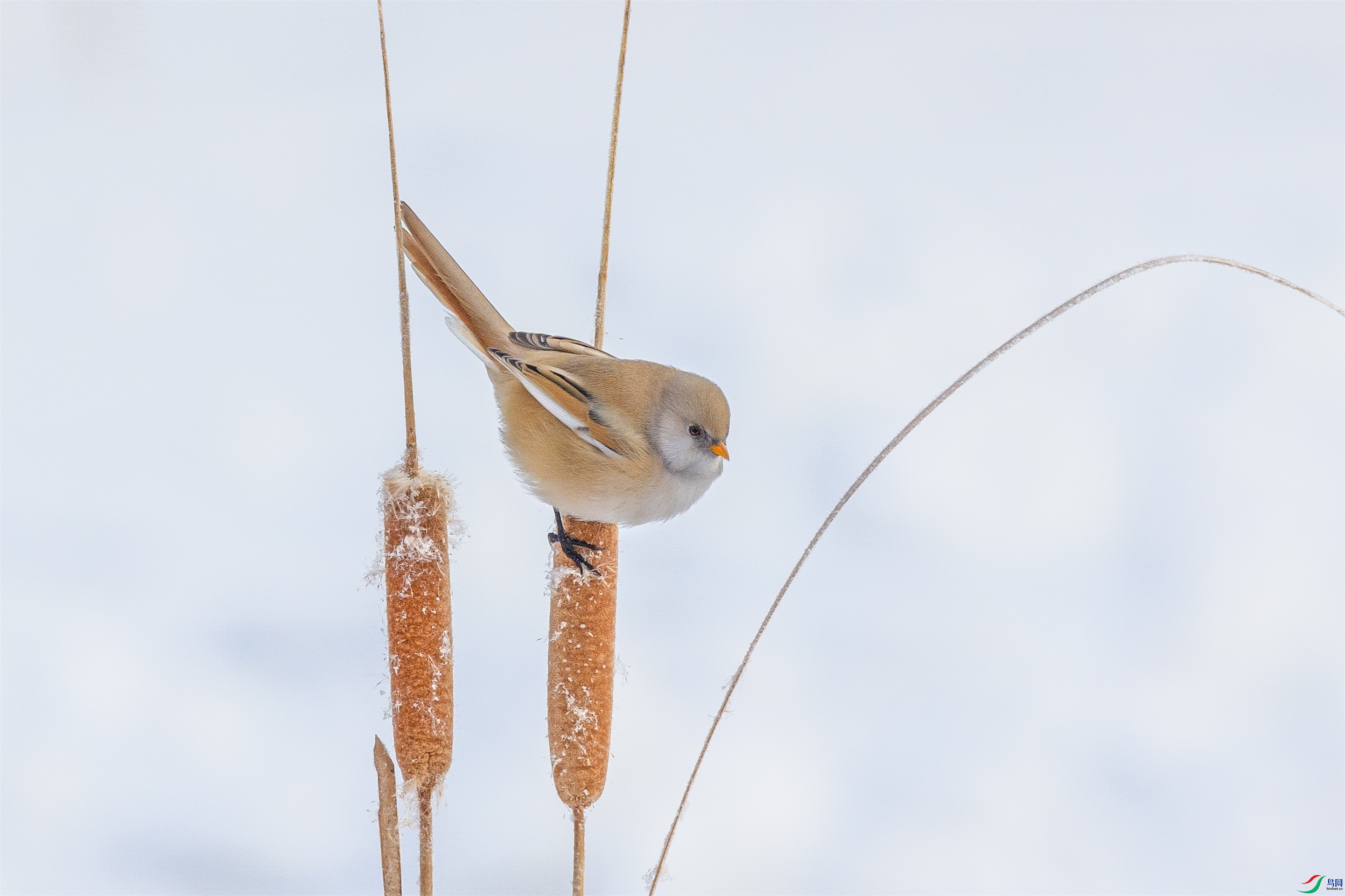 1K3A1182 ����1.jpg