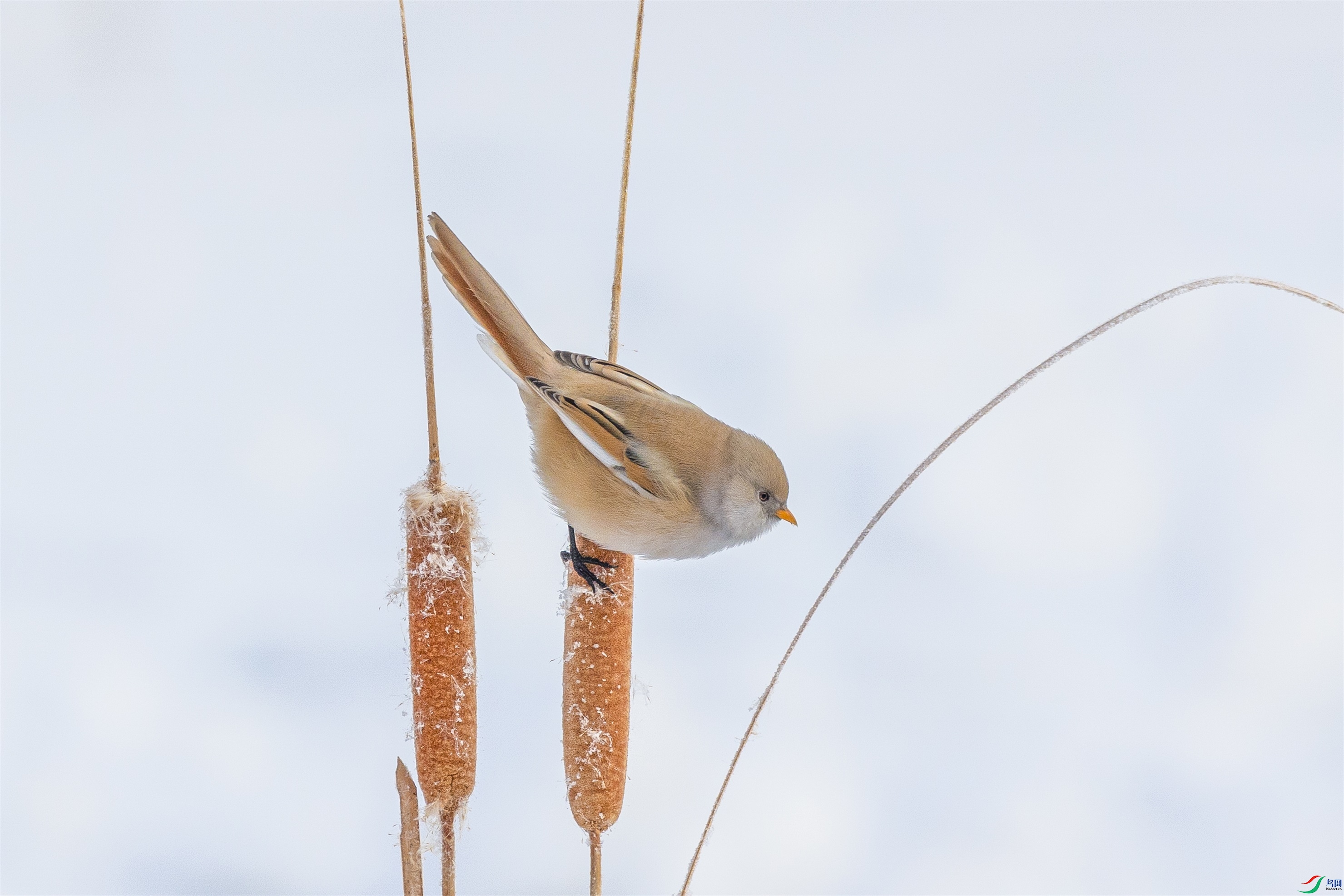 1K3A1183 ����1.jpg