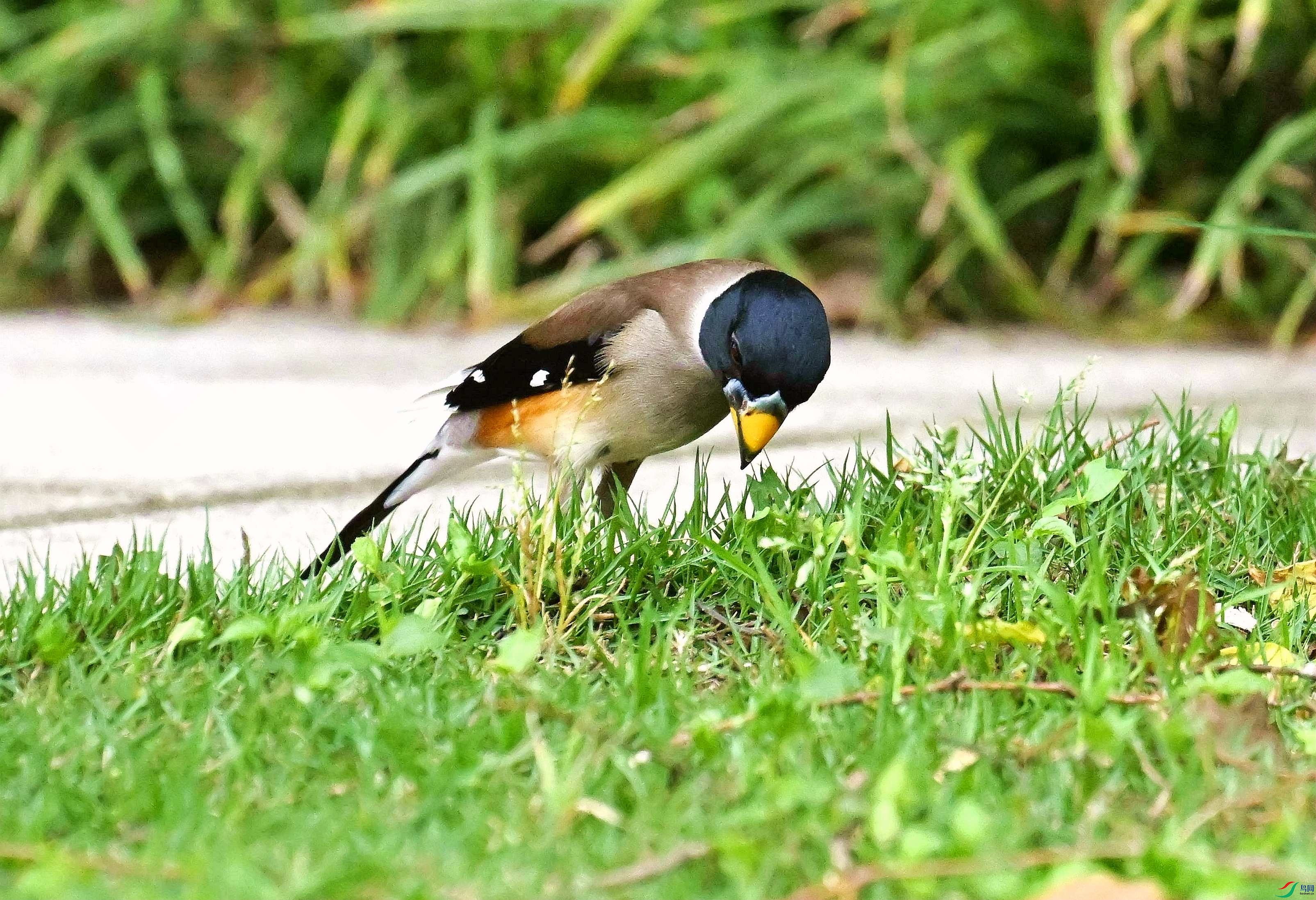 DSC_9770_����.jpg
