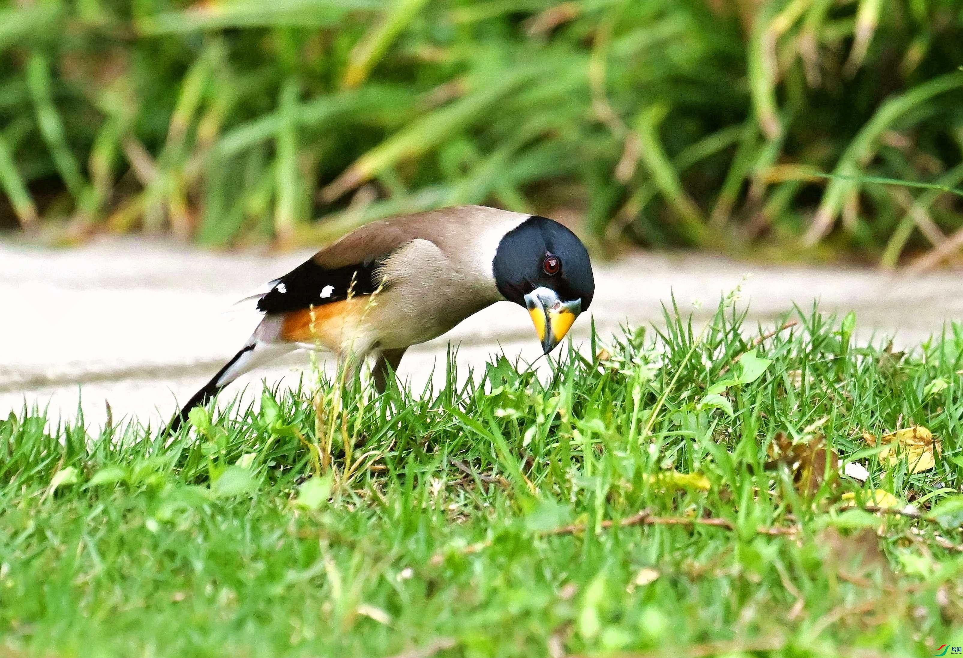 DSC_9781_����.jpg