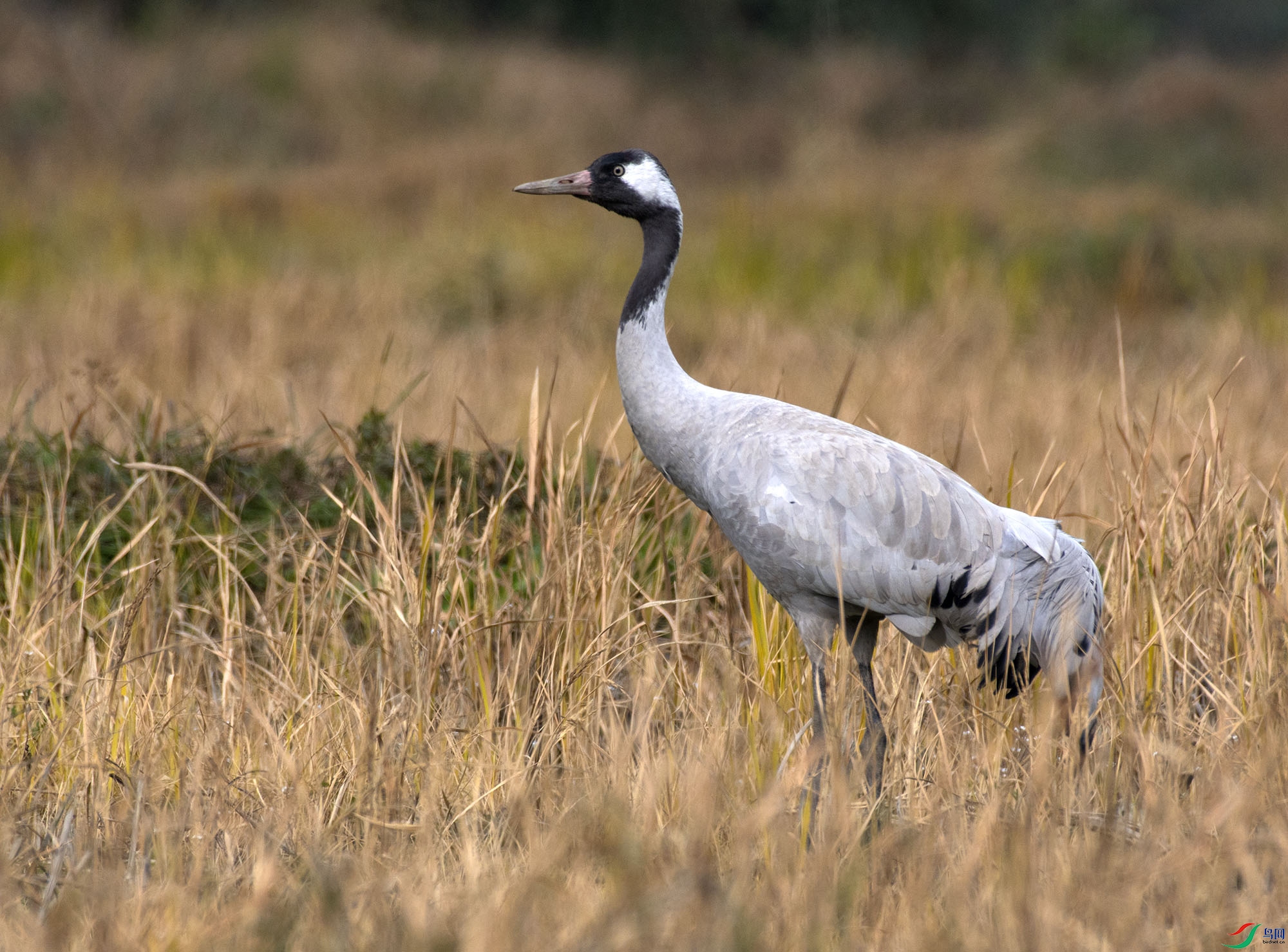 DSC_86081.jpg