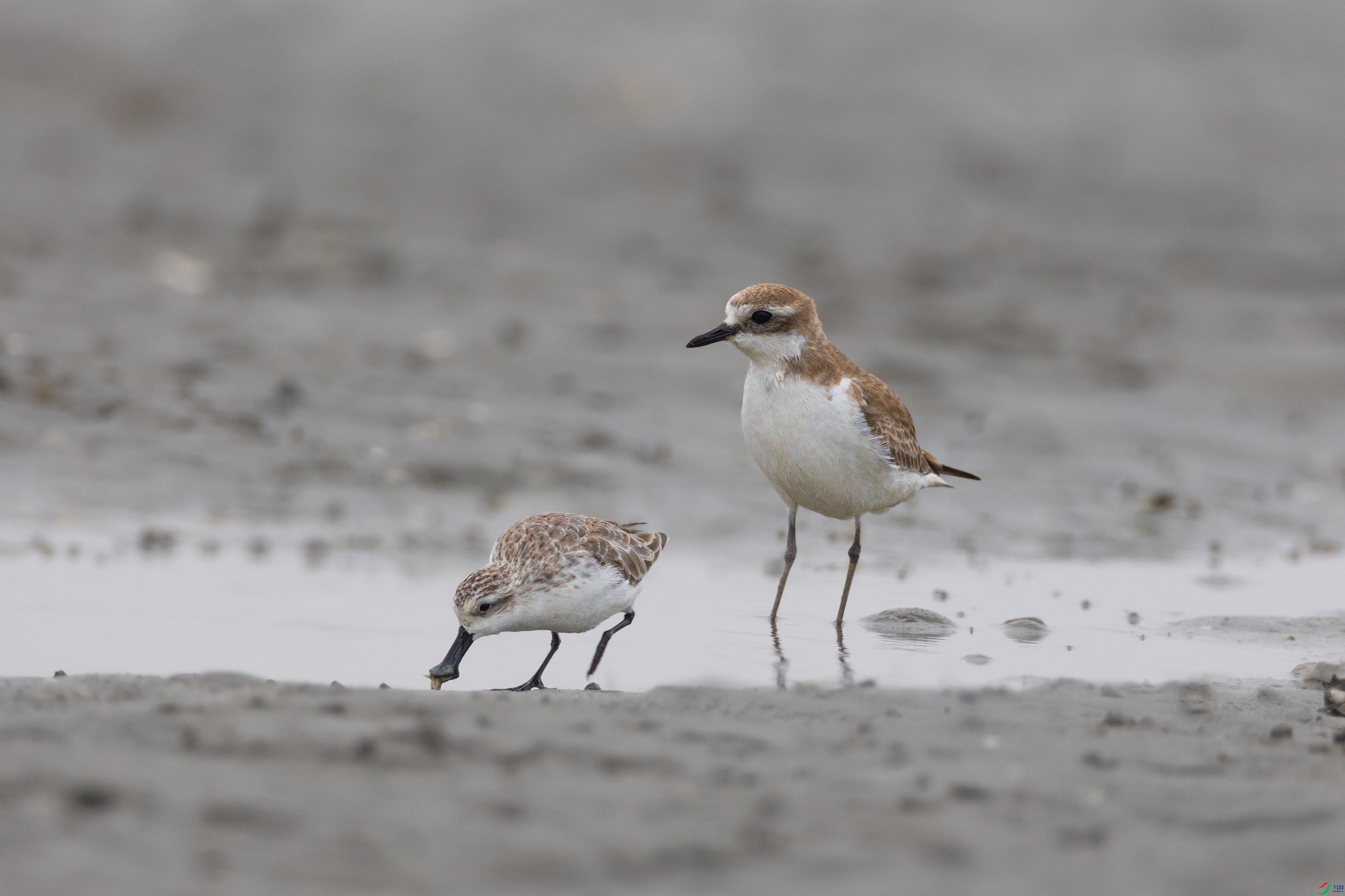 ���� ������.jpg