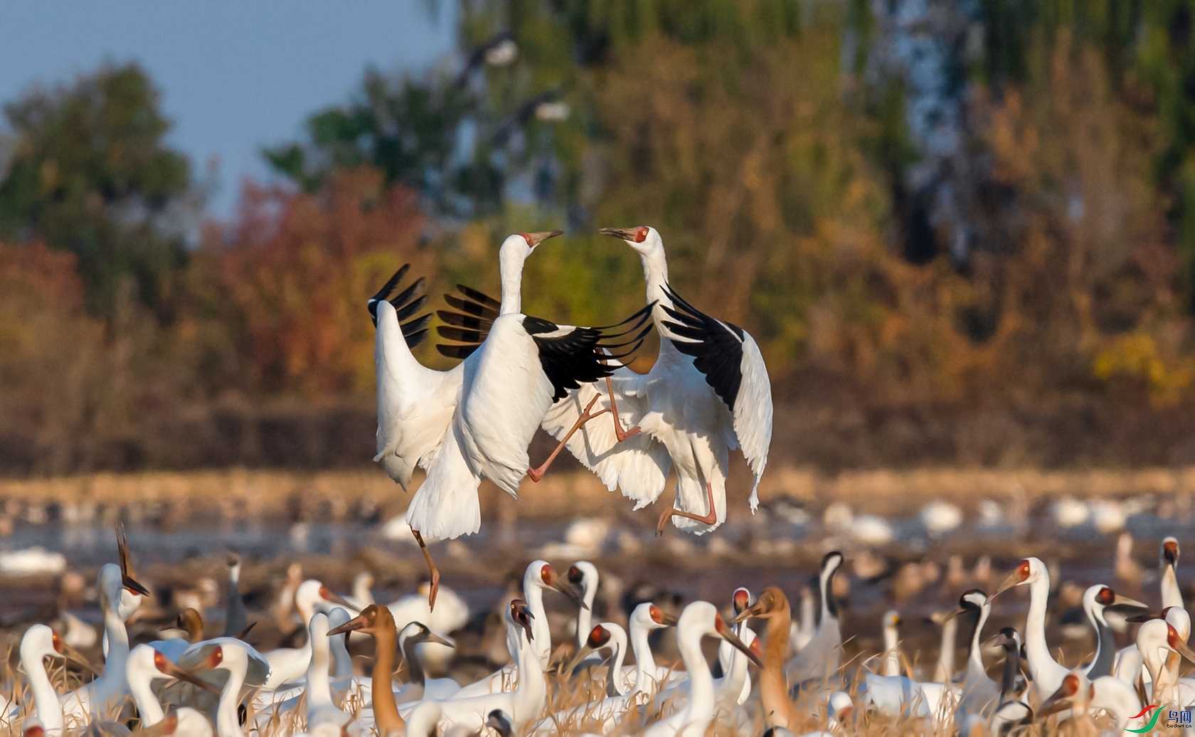 DSC_�׺�1 - ����-1.jpg