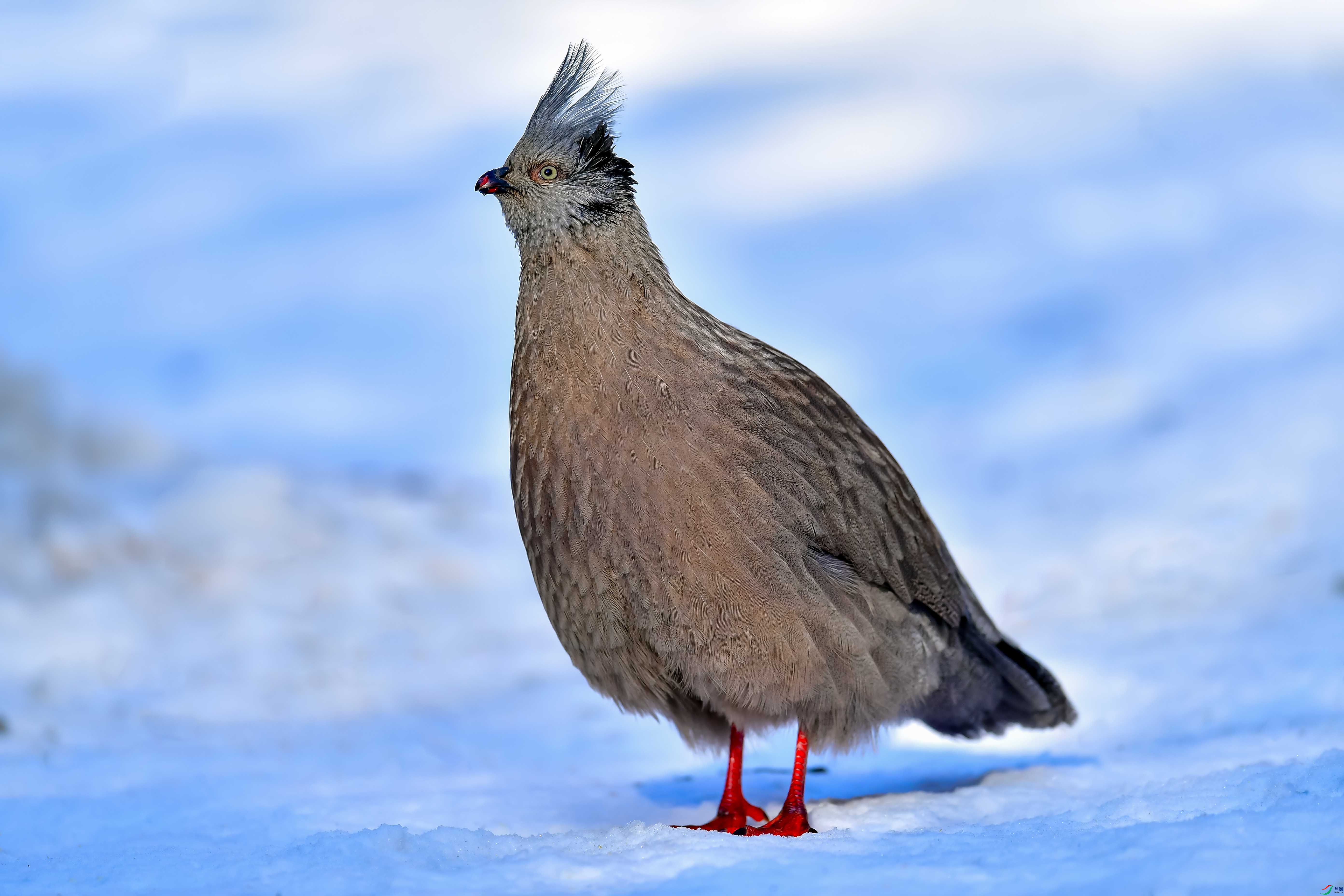 ѩ������