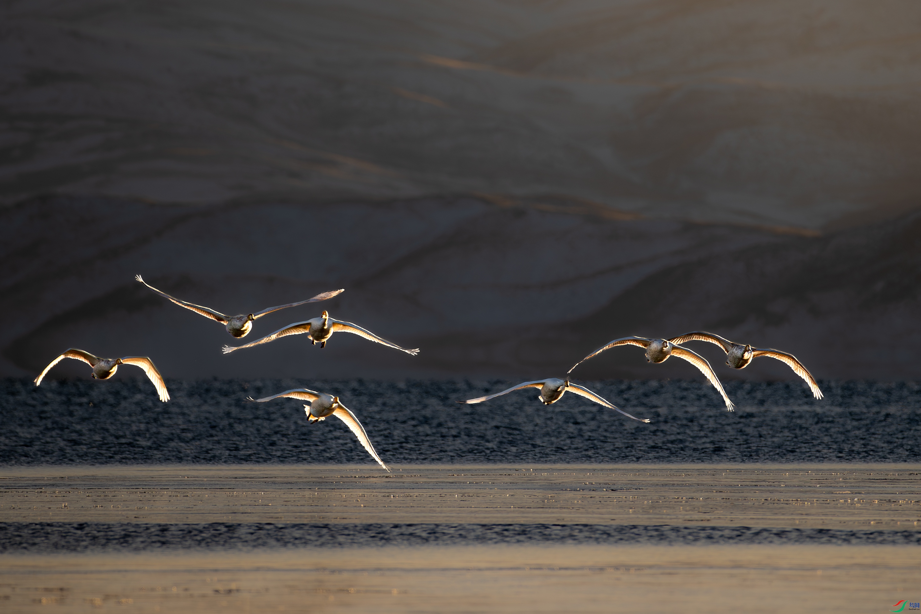 A15I0585-����ǿ-NR ����.jpg