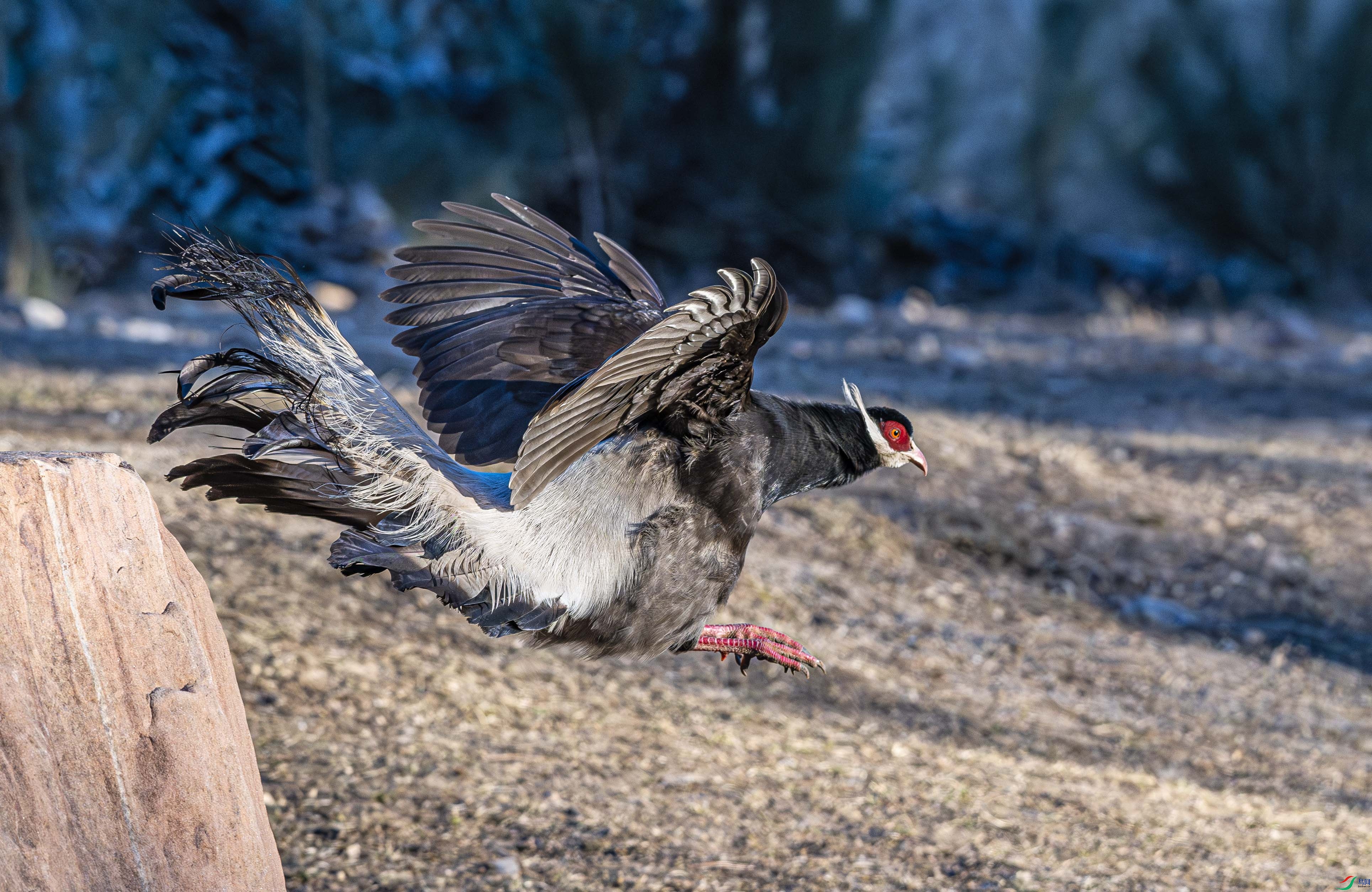 DSC_0561-����ǿ-NR ����.jpg