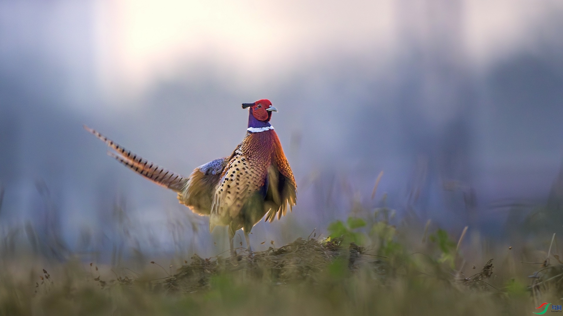 1_DSC1276-����ǿ-NR �����ĸ��� ����.jpeg