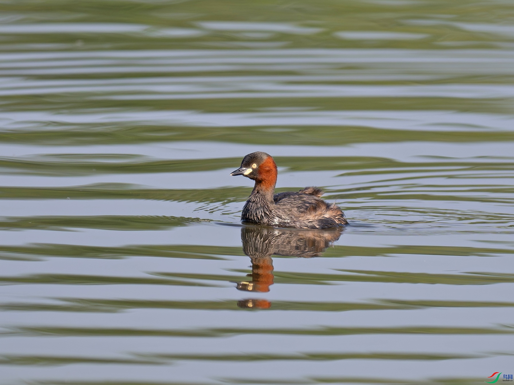 _DSC6722f.jpg