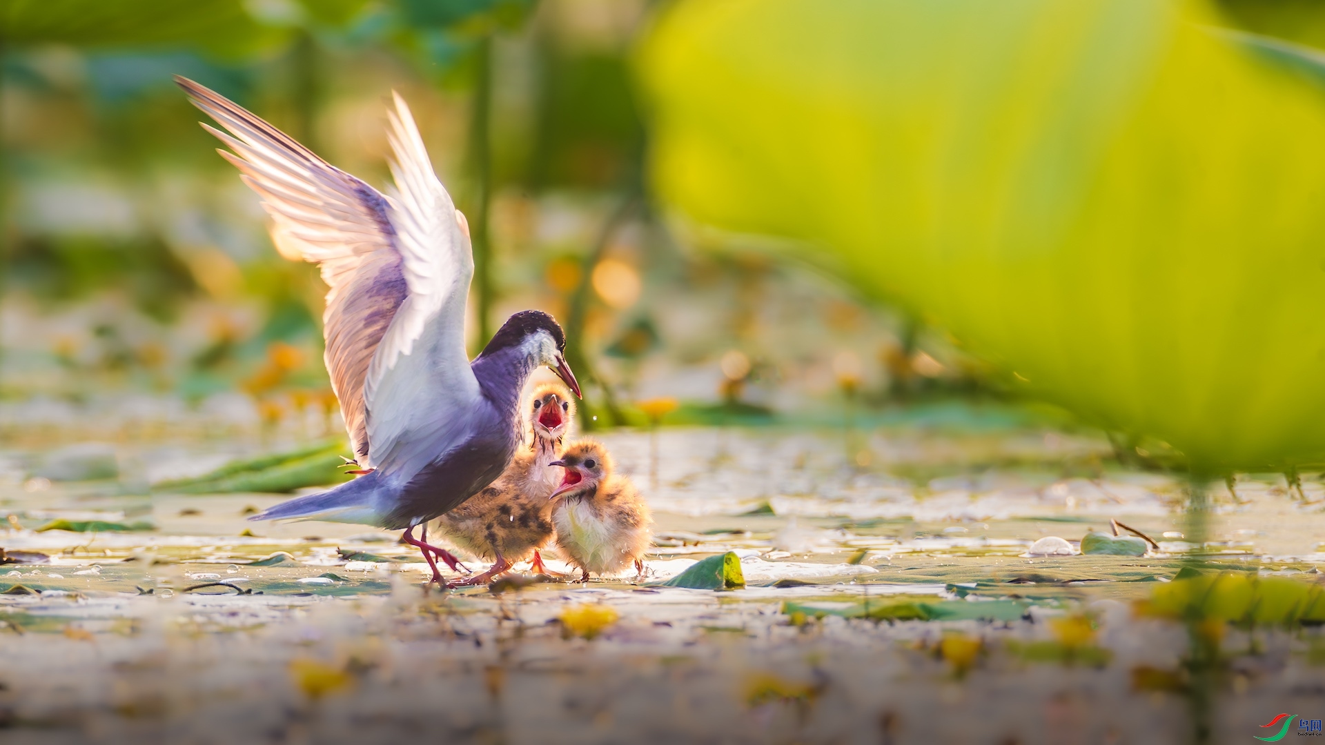 1_M1I8057-����ǿ-NR ����.jpeg