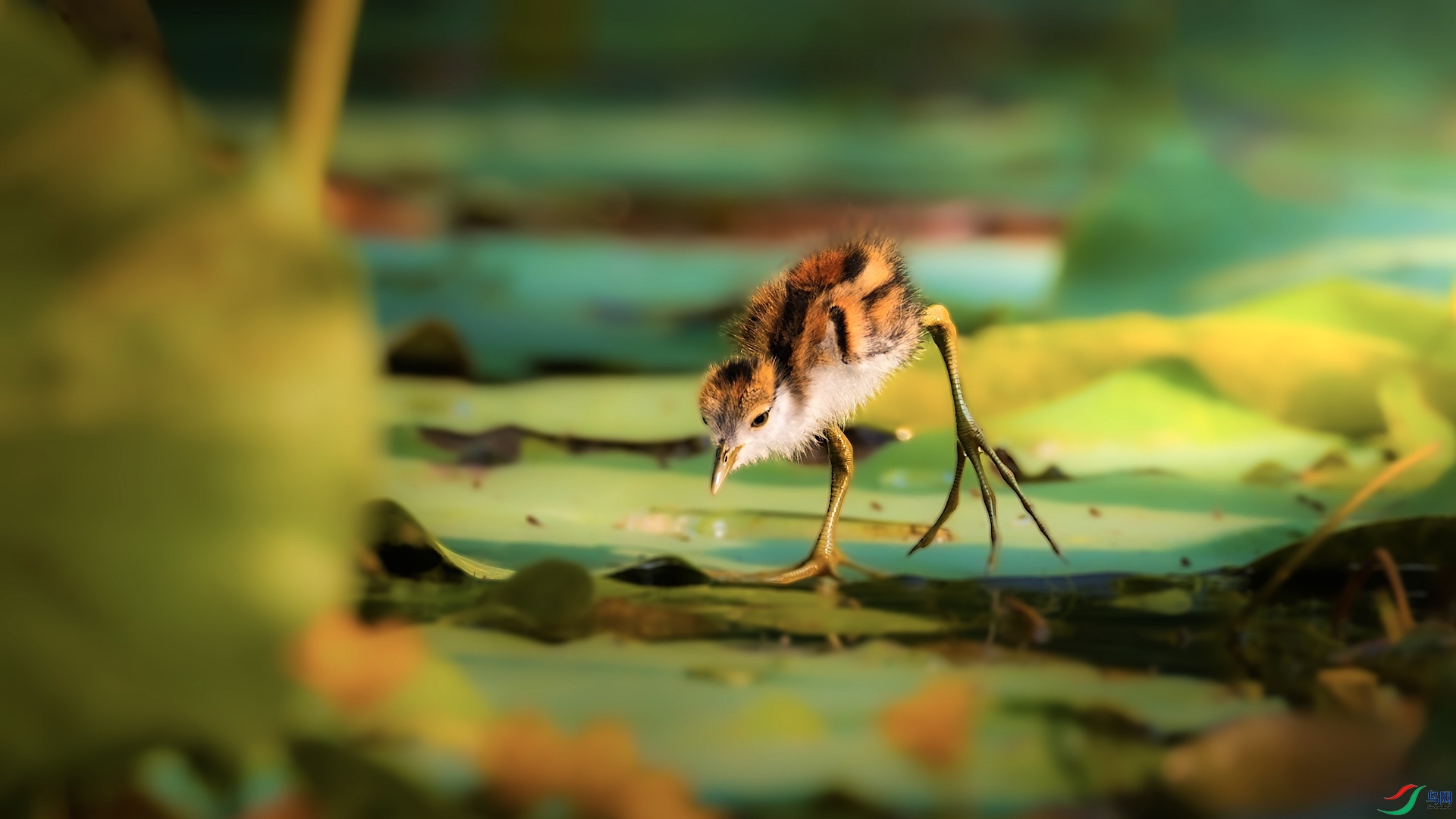 1_M1I8292-����ǿ-NR ����.jpeg