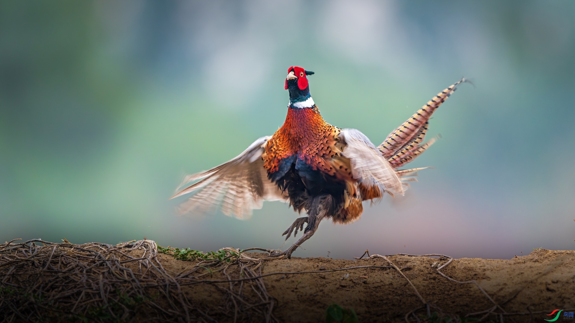 1-XXI_1828-����ǿ-NR ����.jpeg