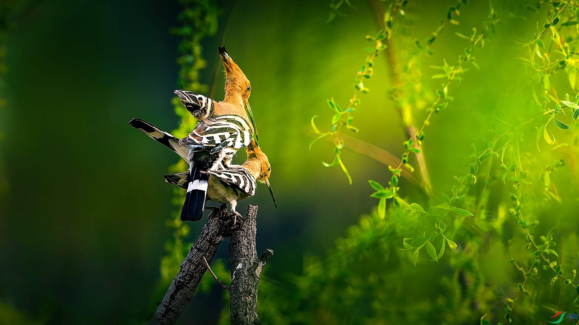 1XXL_5465-����ǿ-NR ���� 2-1.jpeg