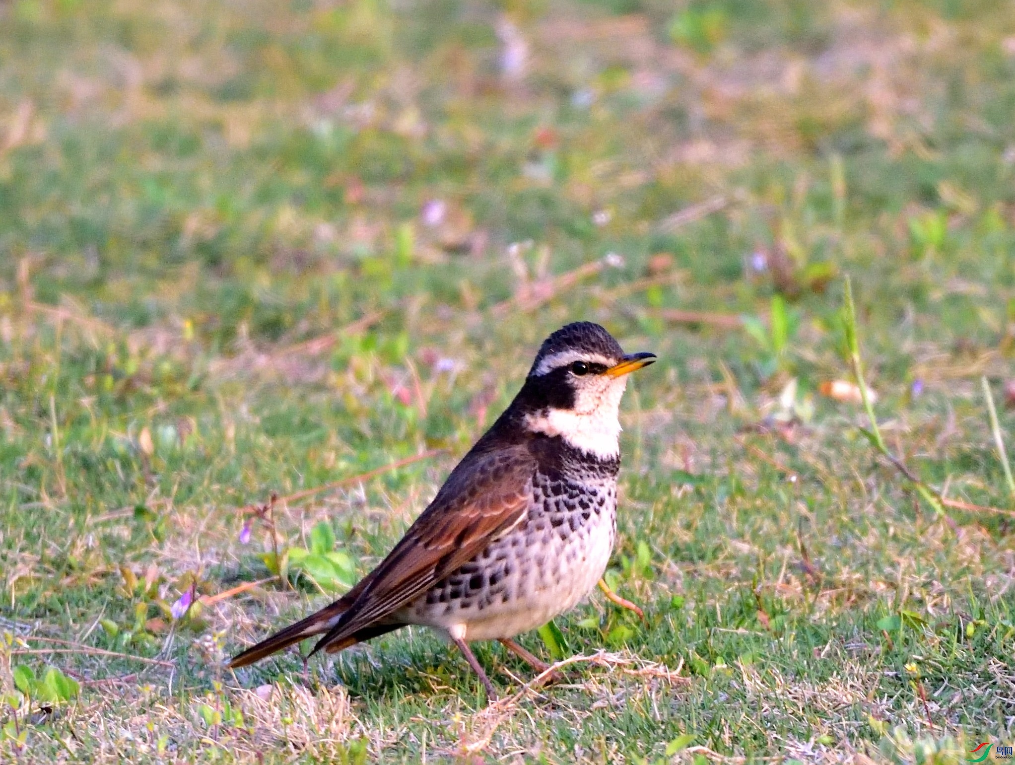 DSC_1337.JPG