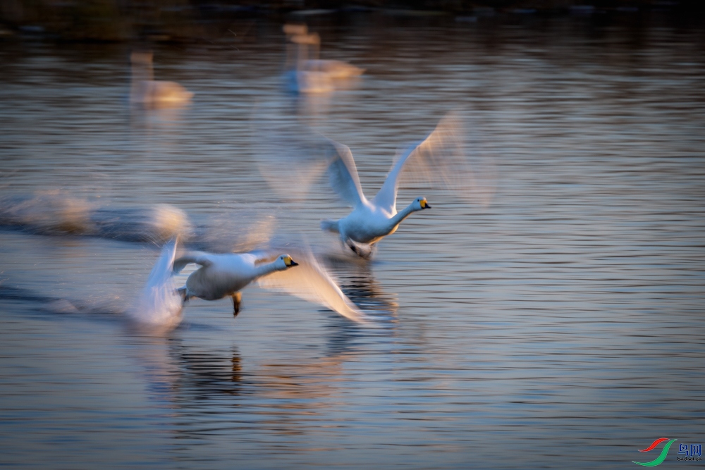 _X7A1916 ����-2.jpeg