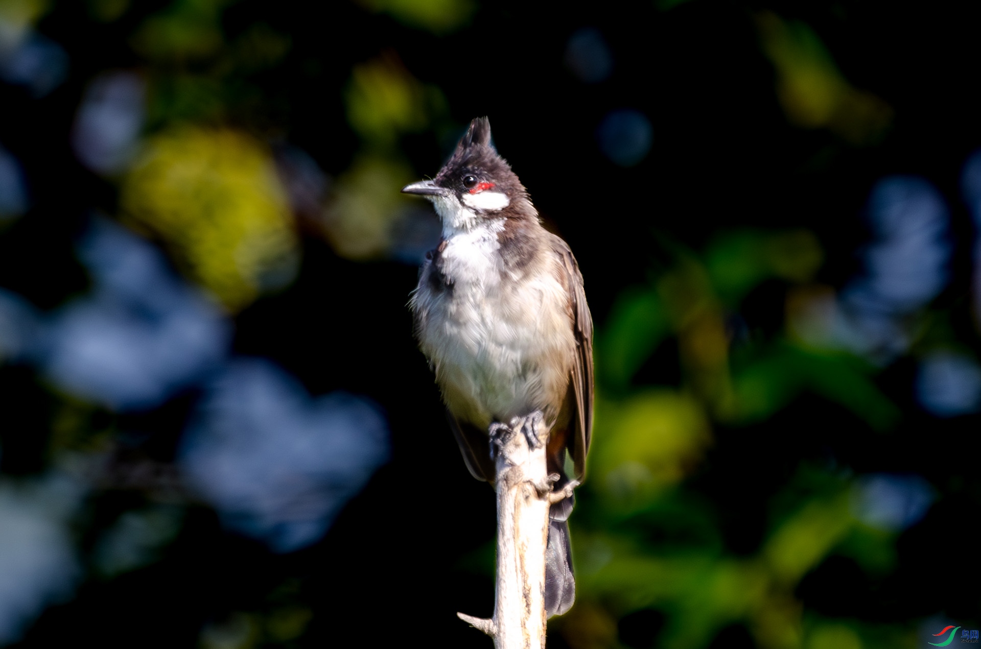 DSC_5085-����ǿ-NR ����.jpg