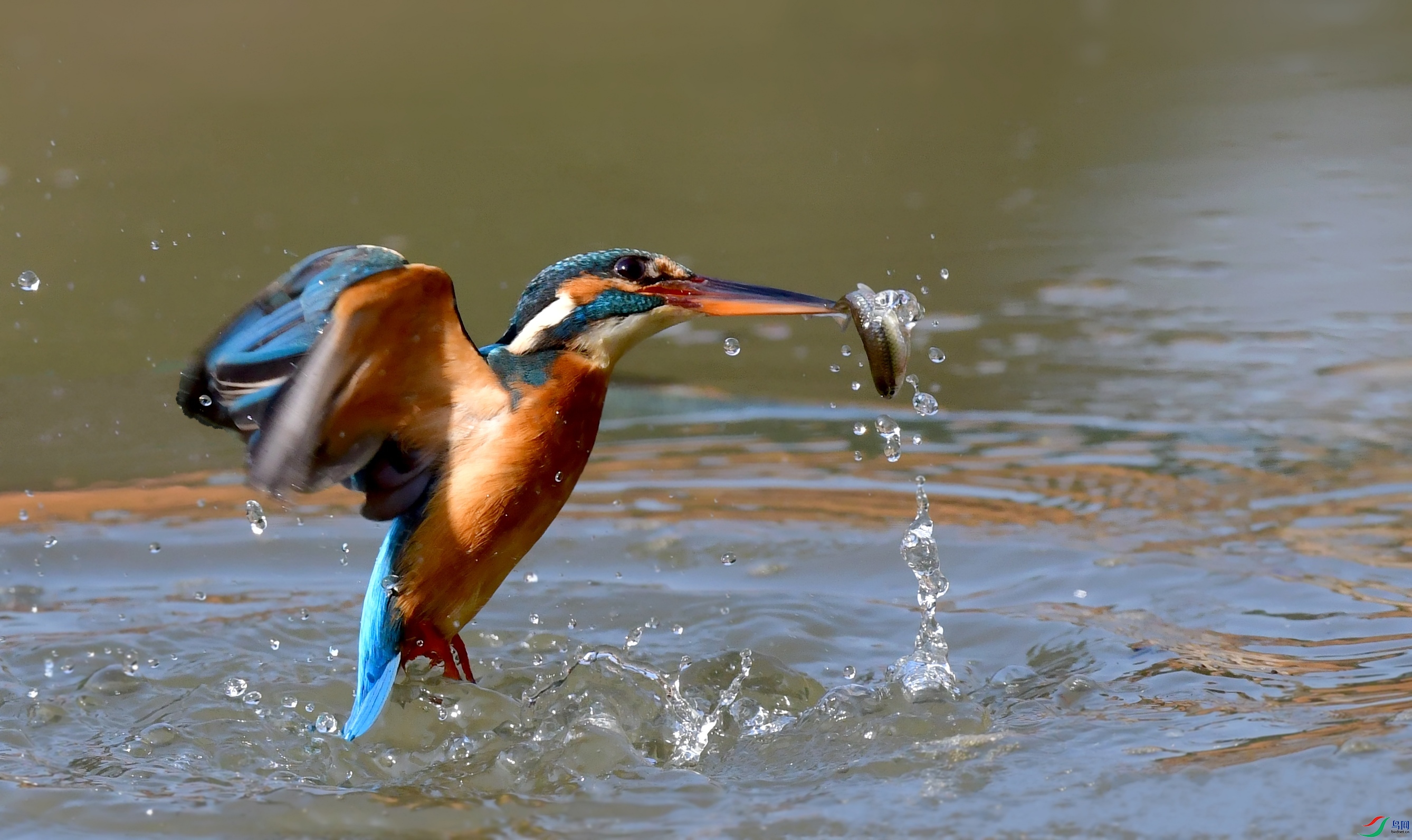 DSC_8301_conew5.jpg