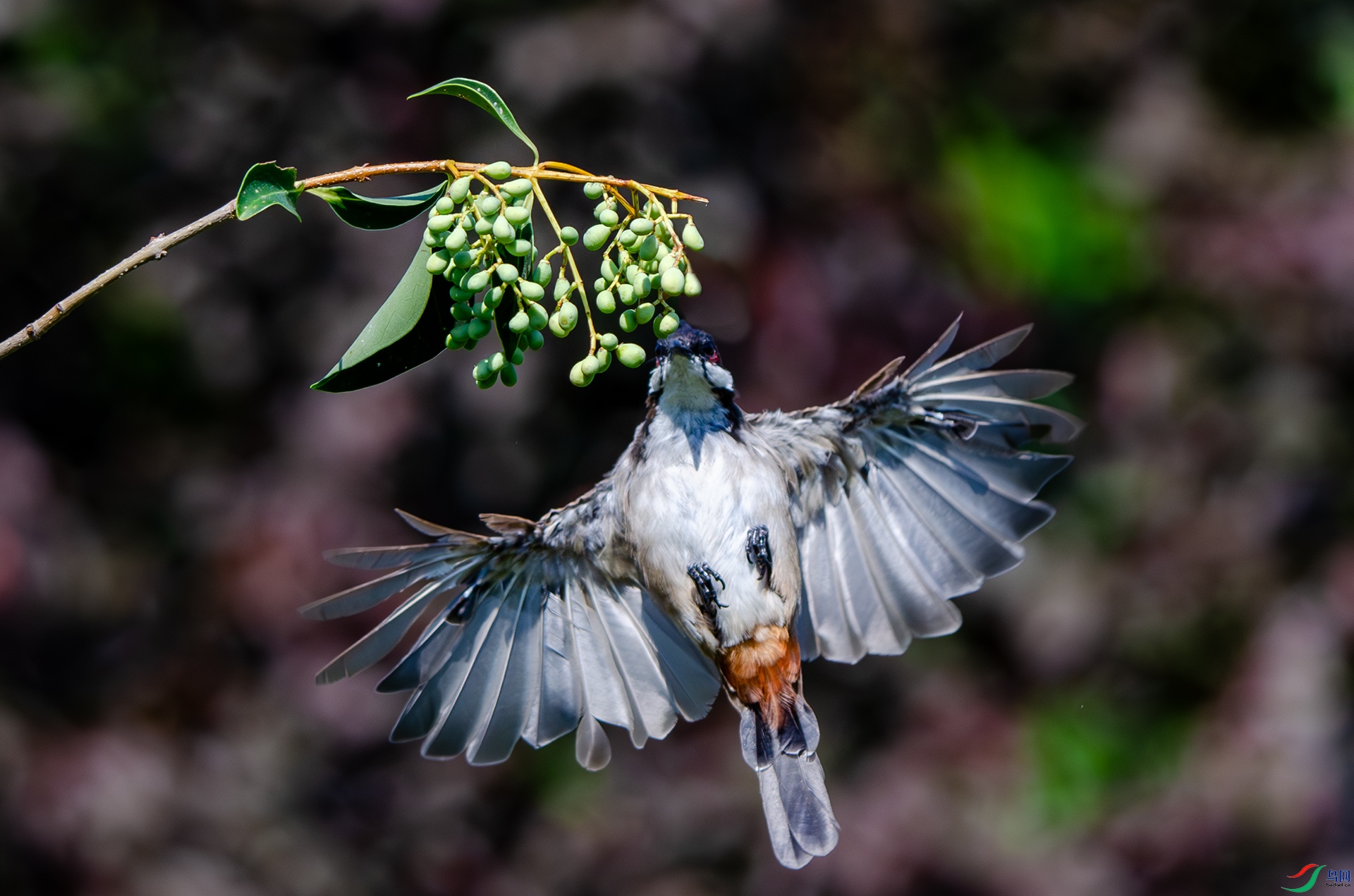 DSC_5351-����ǿ-NR ����.jpg