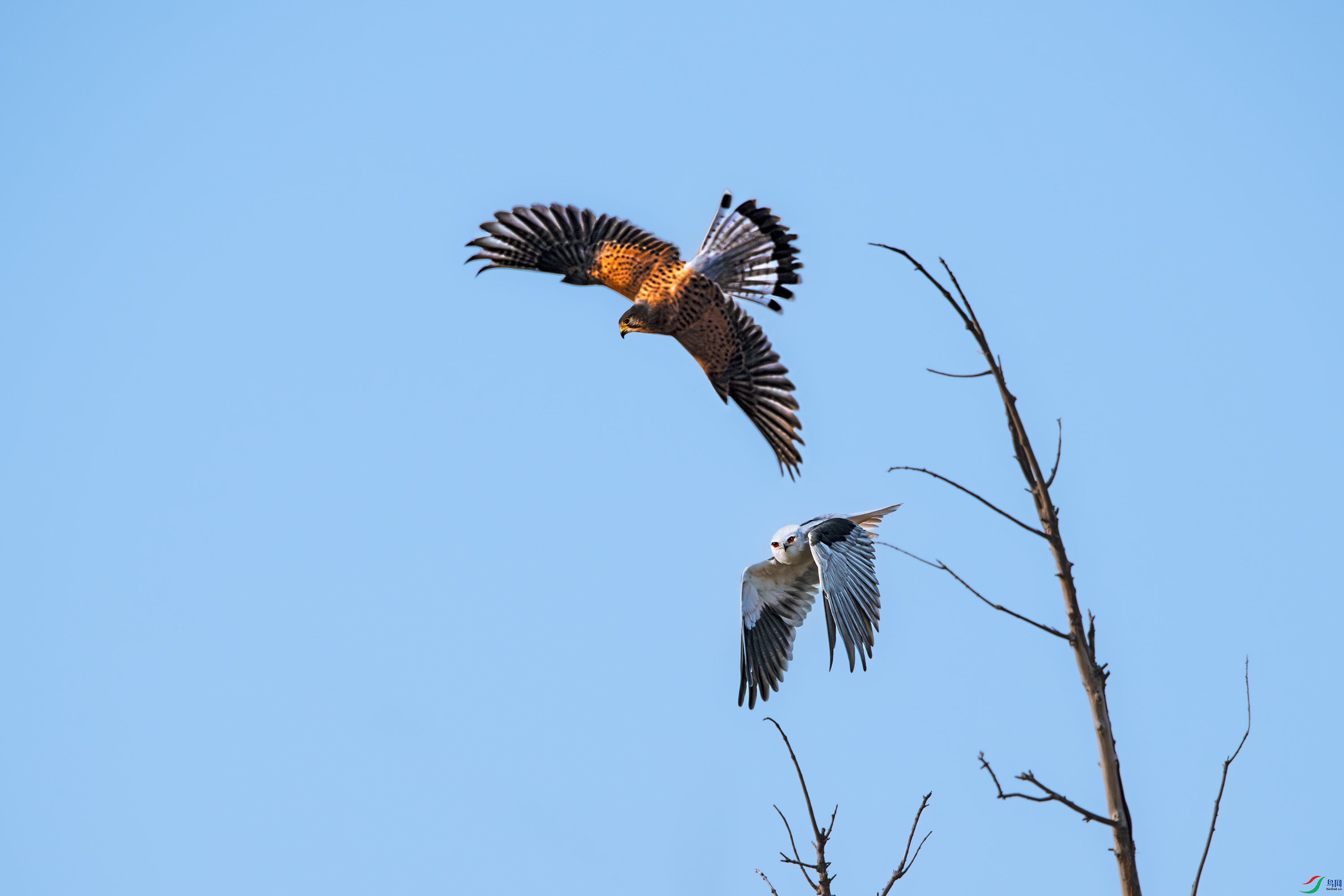 DSC_9462.jpg
