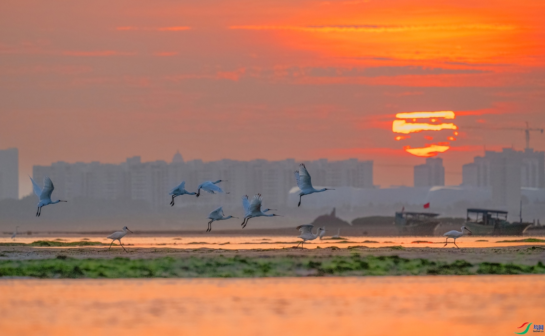 1.15����ͬ��yy��ʦ��Ʒ   ������ ��ף���ٻ��Ա������.jpg