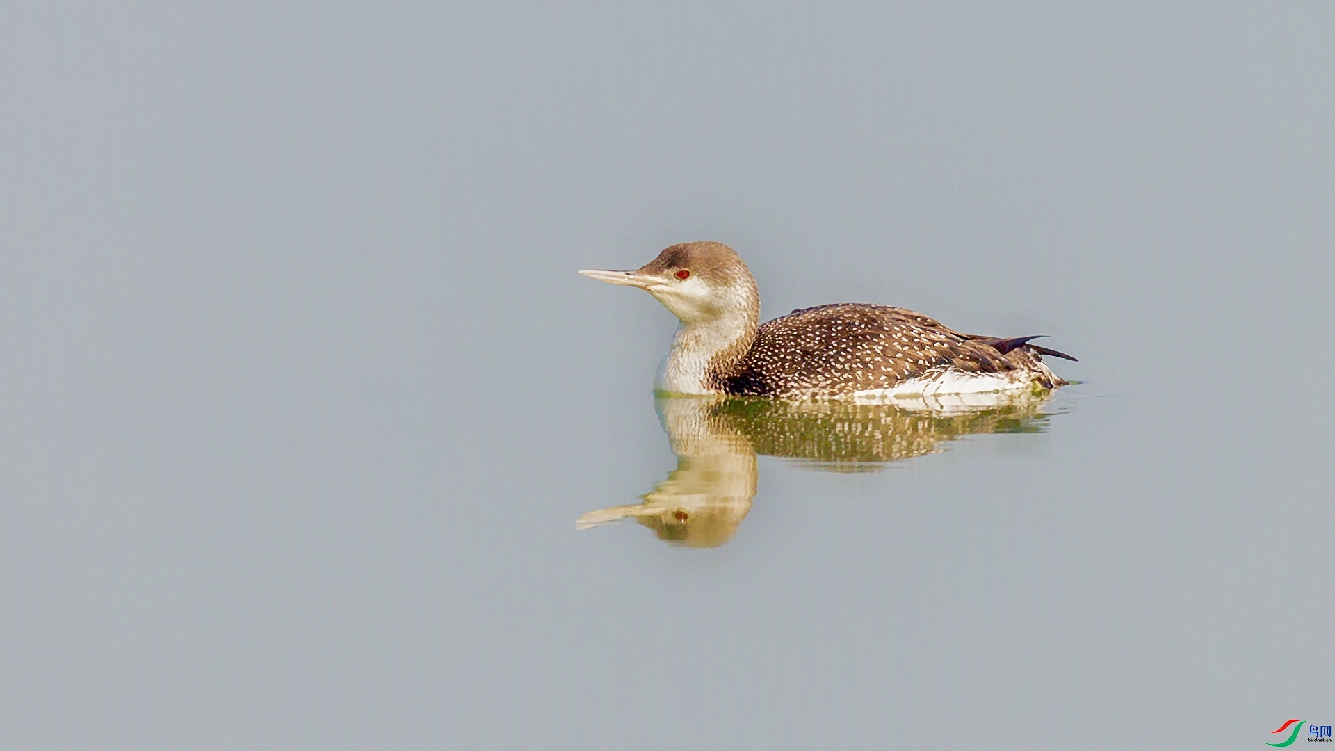 1.18�ƽ�Ҷ��ʦ��Ʒ   ���Ǳ�񡪡��е����� ��ף���ٻ�����Ա������.jpg