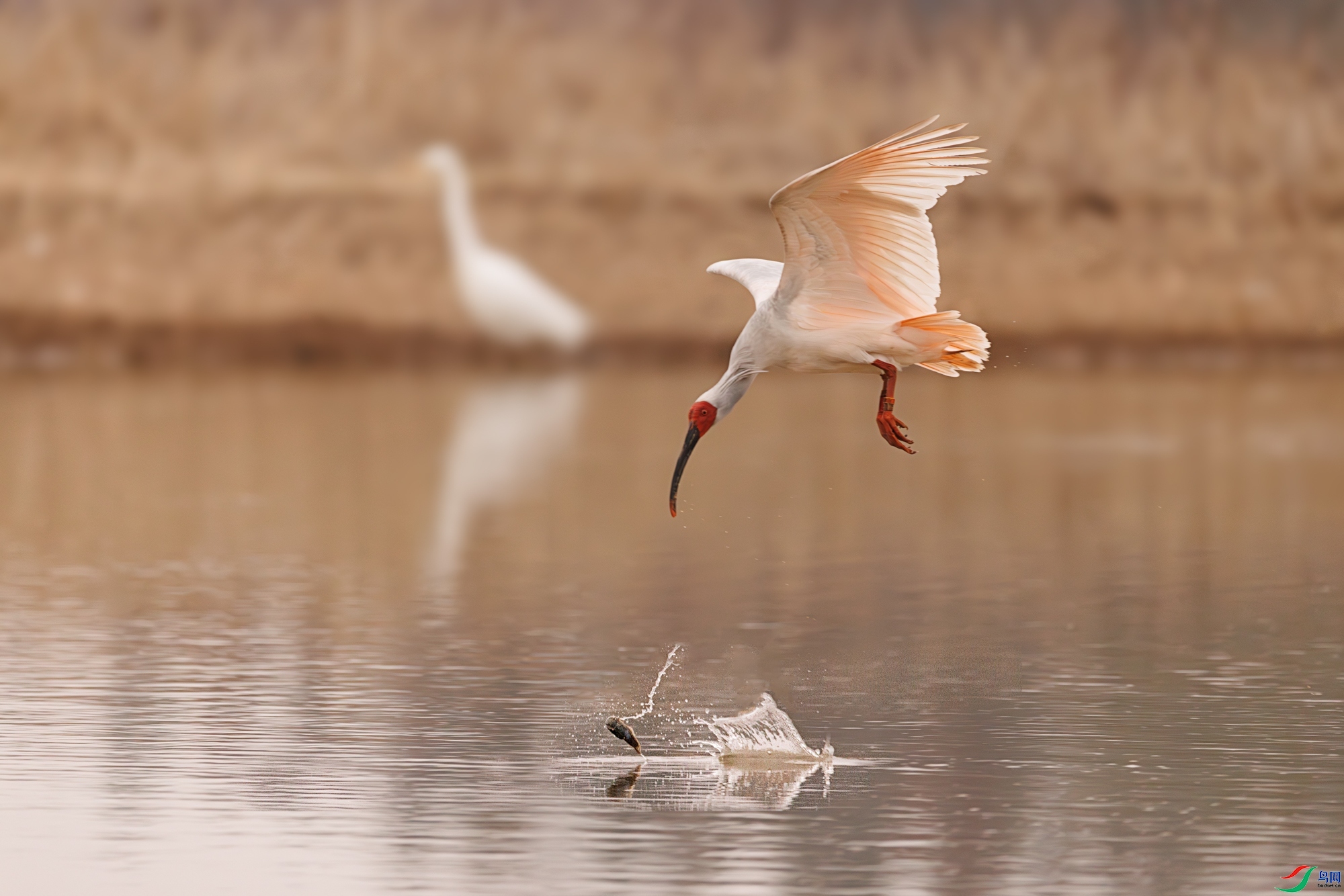 1.1**����ʦ��Ʒ   ��æ�� ��ף���ٻ��Ա������.jpg