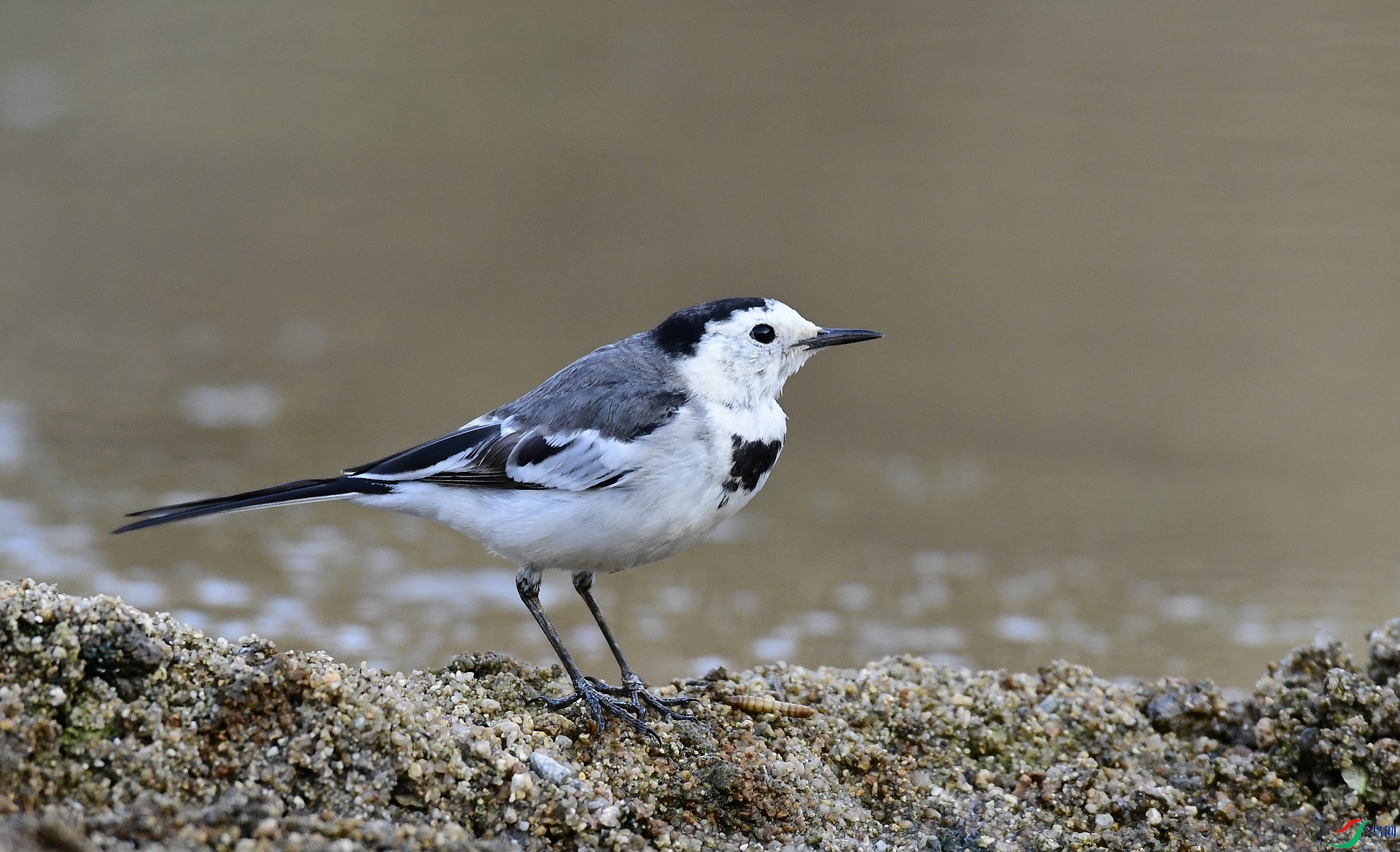 _D5D0806.jpg