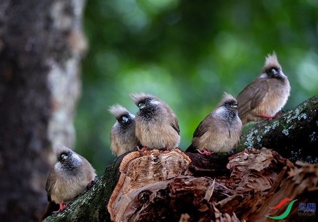 ������-������