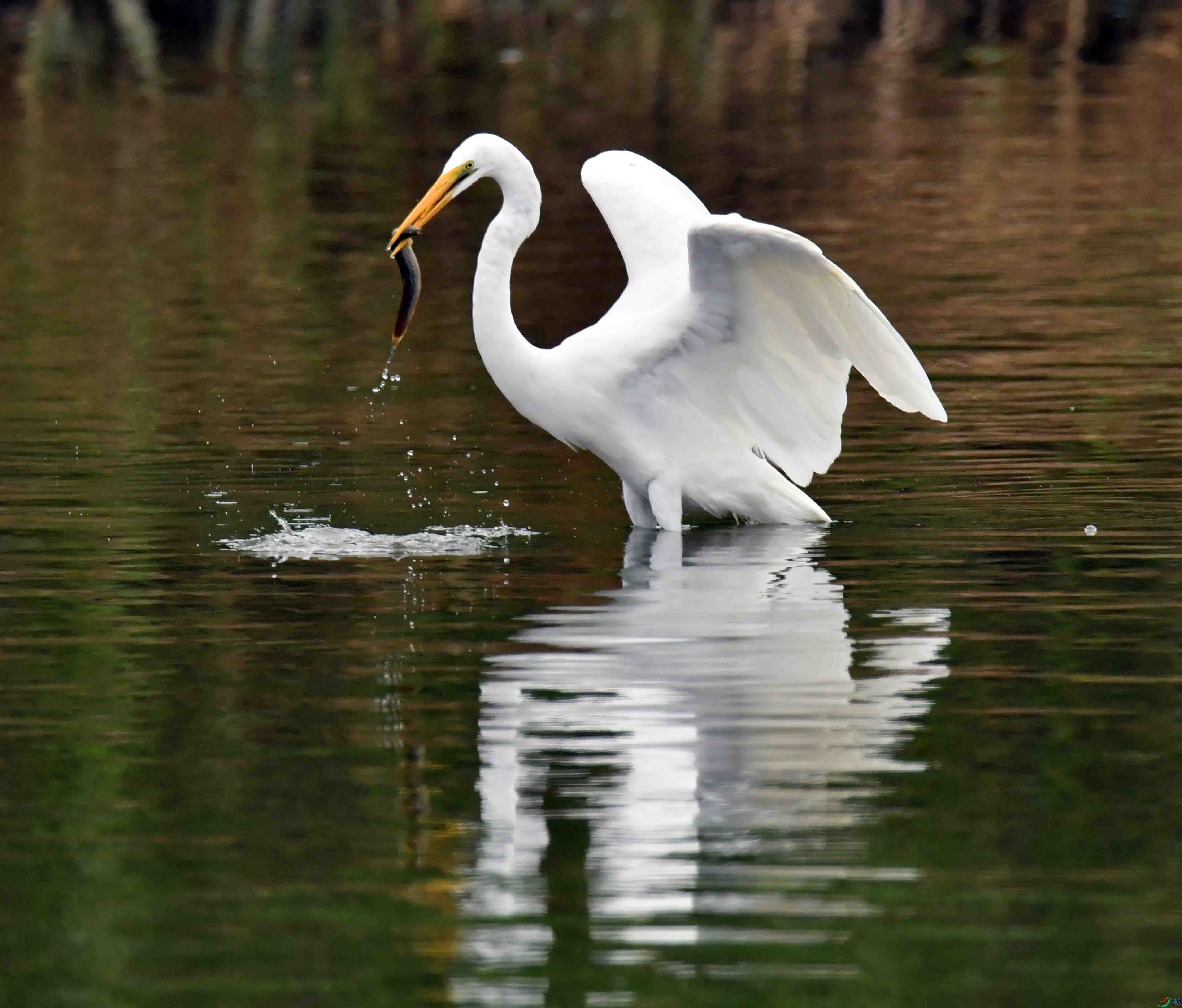 DSC_5227.JPG
